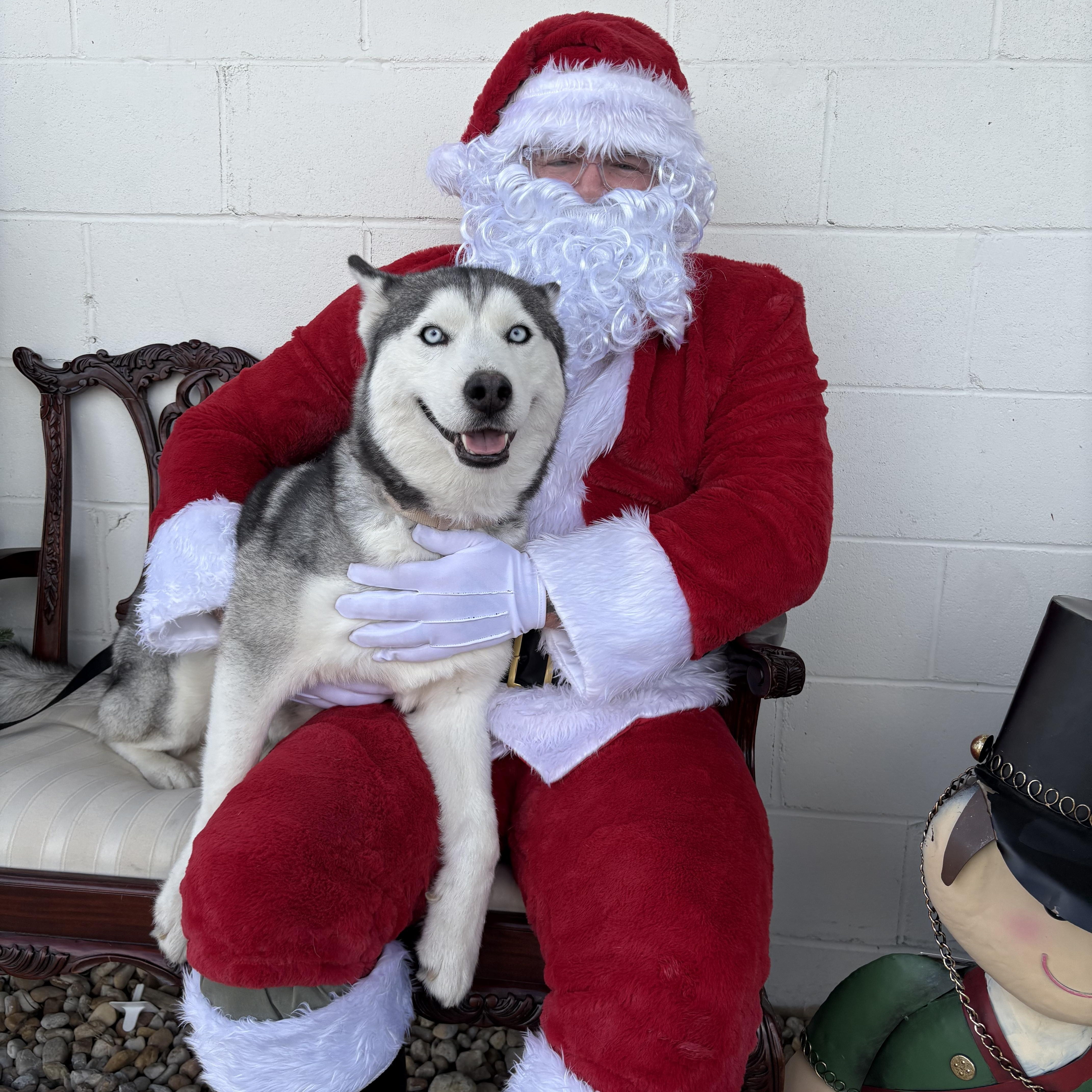 Enlarge Paloma, a Adopted Siberian Husky in Gainesville, FL image 1/1