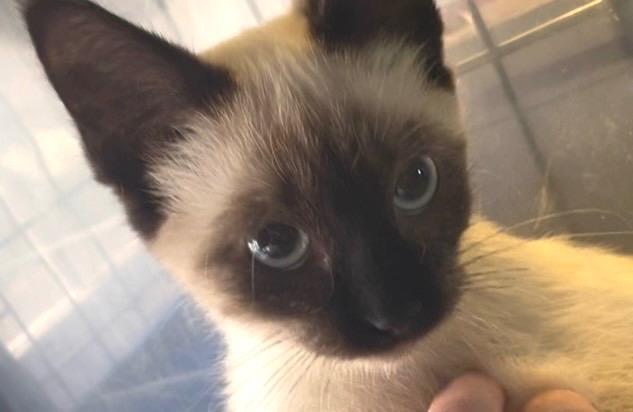 Enlarge Mocha, a Adoptable Siamese in Newaygo, MI image 1/2