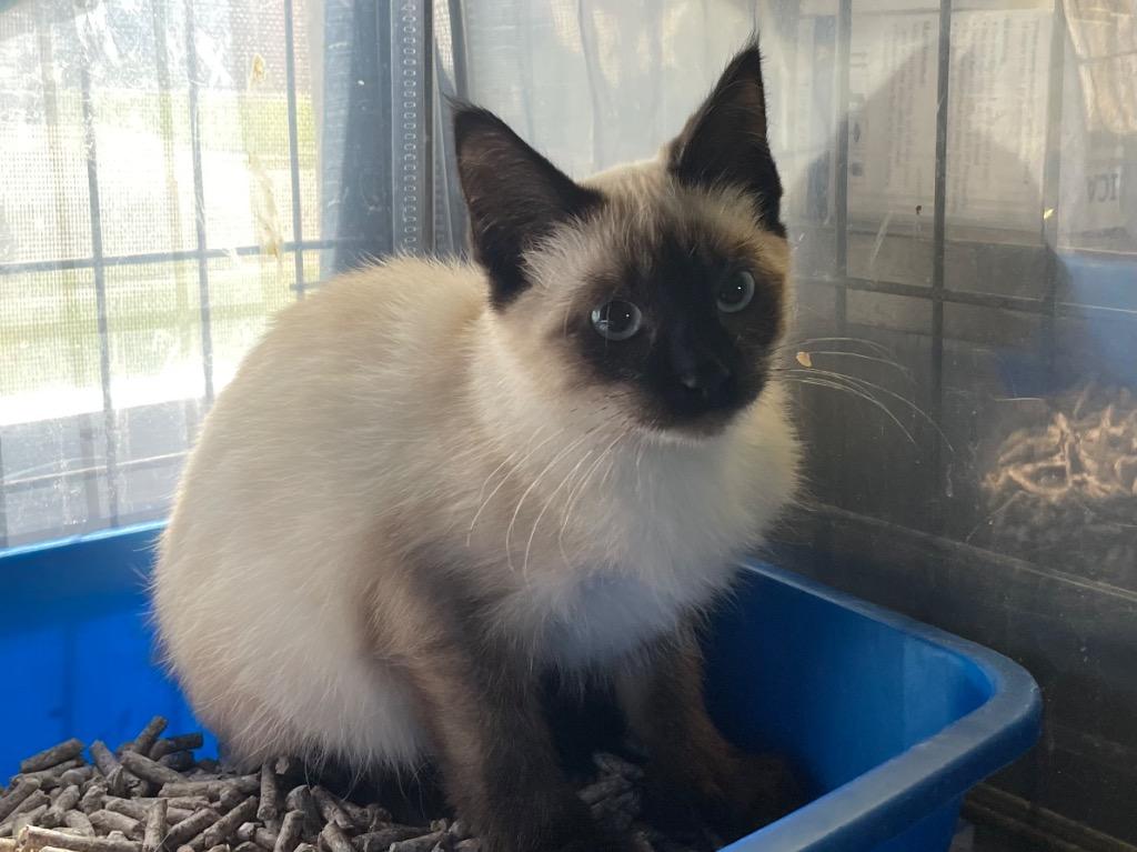 Enlarge Mocha, a Adoptable Siamese in Newaygo, MI image 2/2