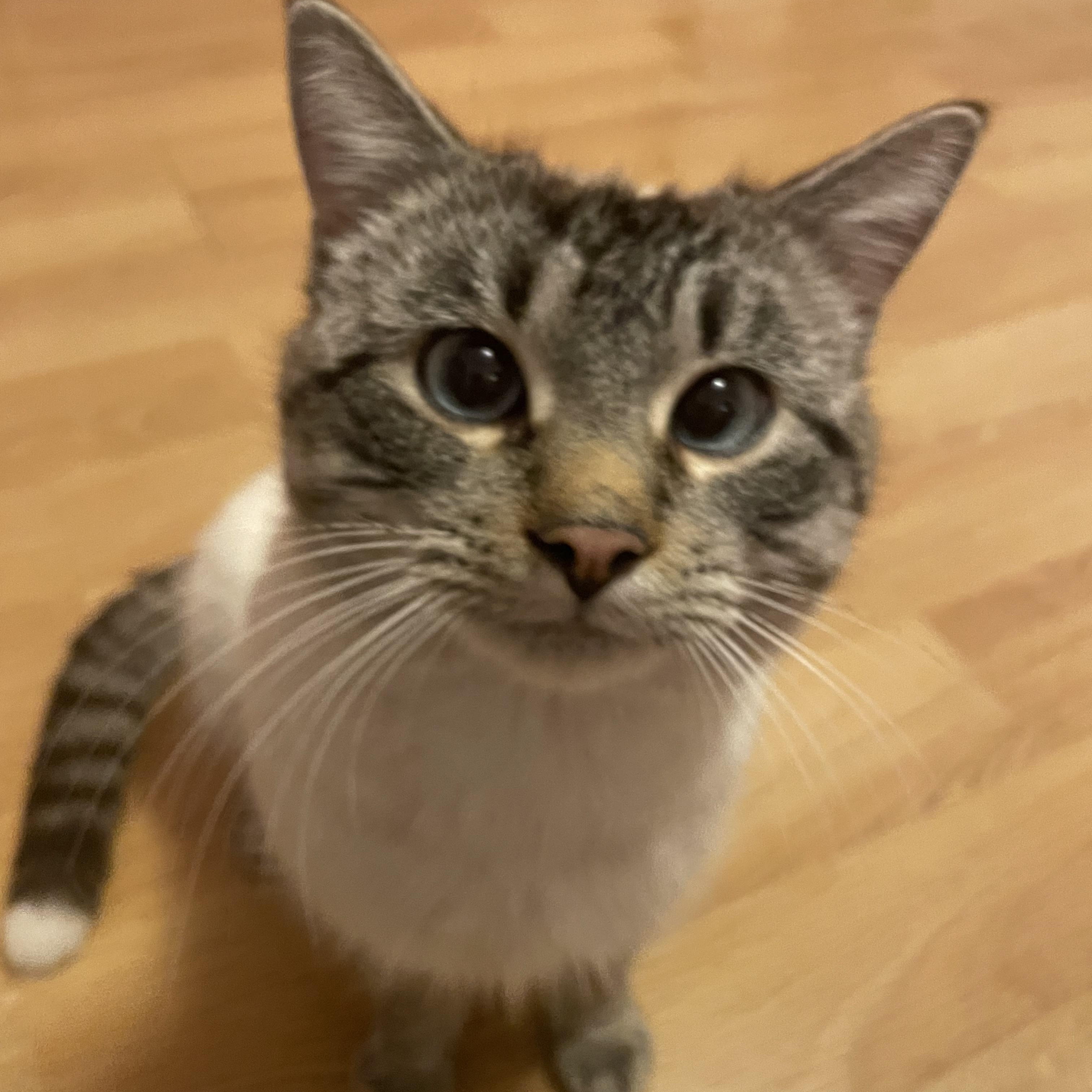 Enlarge Felix, an adopted Domestic Short Hair in Hudsonville, MI image 2/4