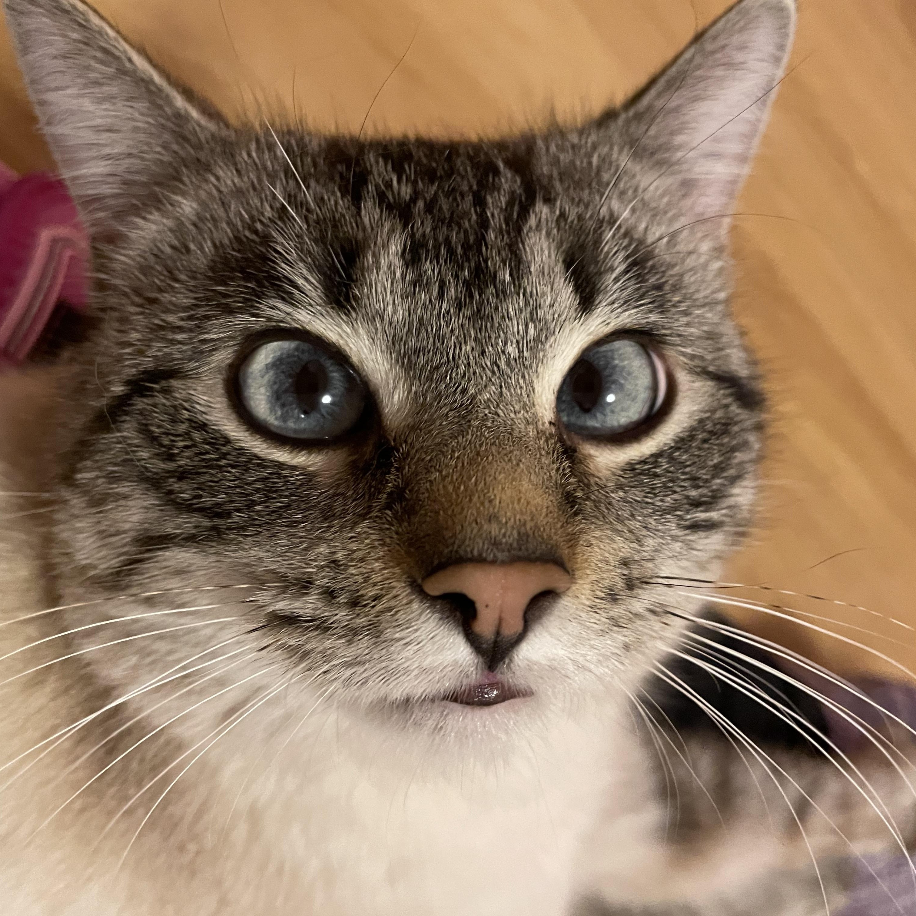Enlarge Felix, an adopted Domestic Short Hair in Hudsonville, MI image 3/4