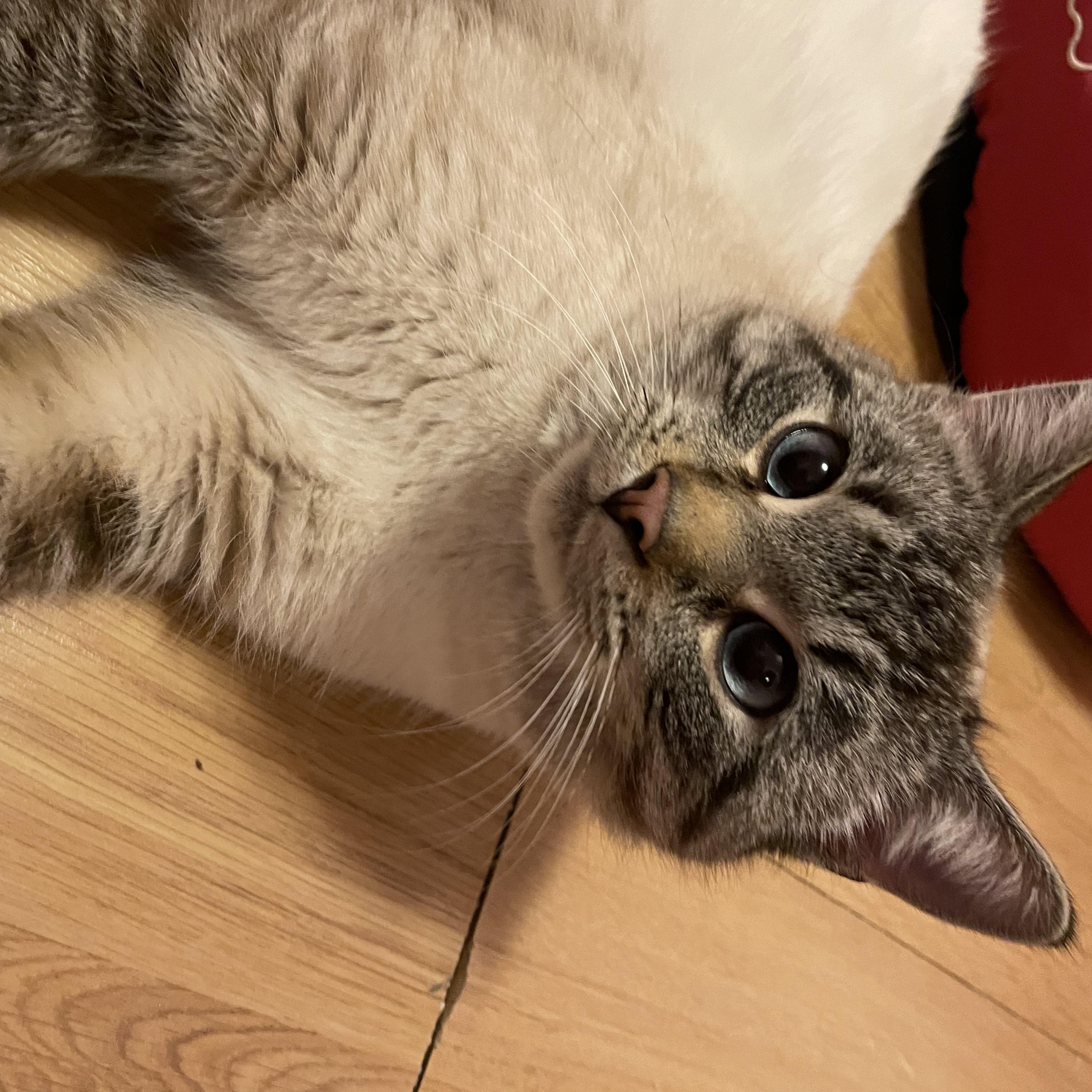 Enlarge Felix, an adopted Domestic Short Hair in Hudsonville, MI image 4/4