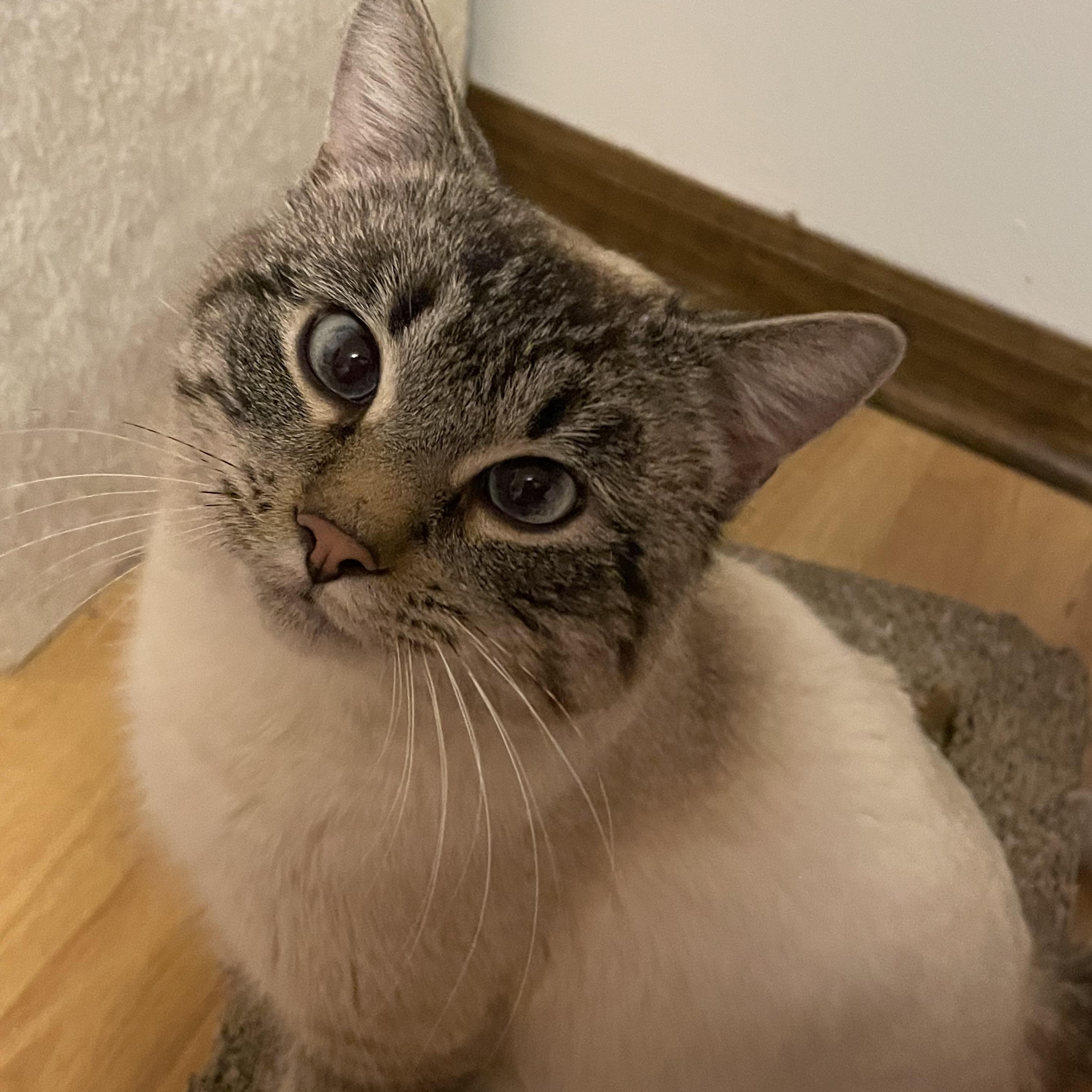 Enlarge Felix, an adopted Domestic Short Hair in Hudsonville, MI image 1/4