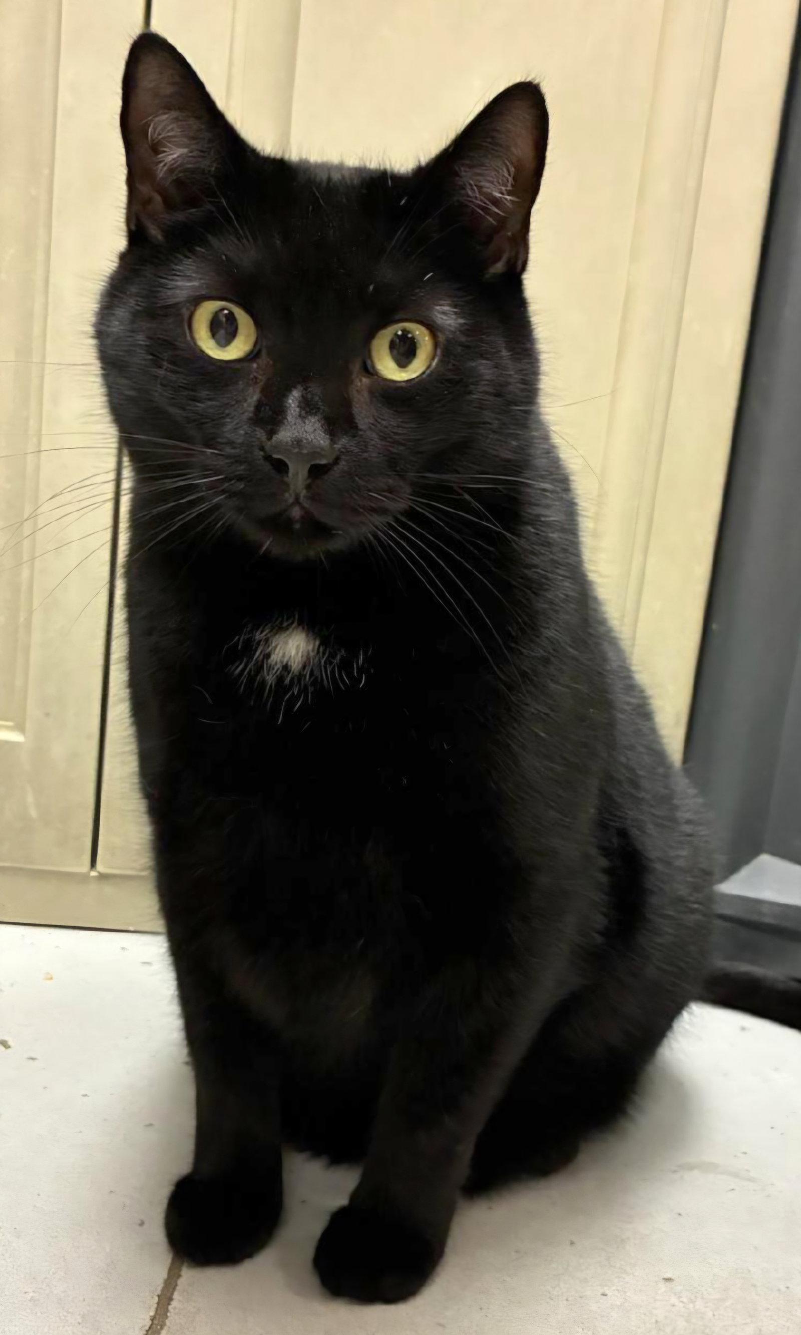 Lex Luger, Adoptable, Adult Male Domestic Short Hair.