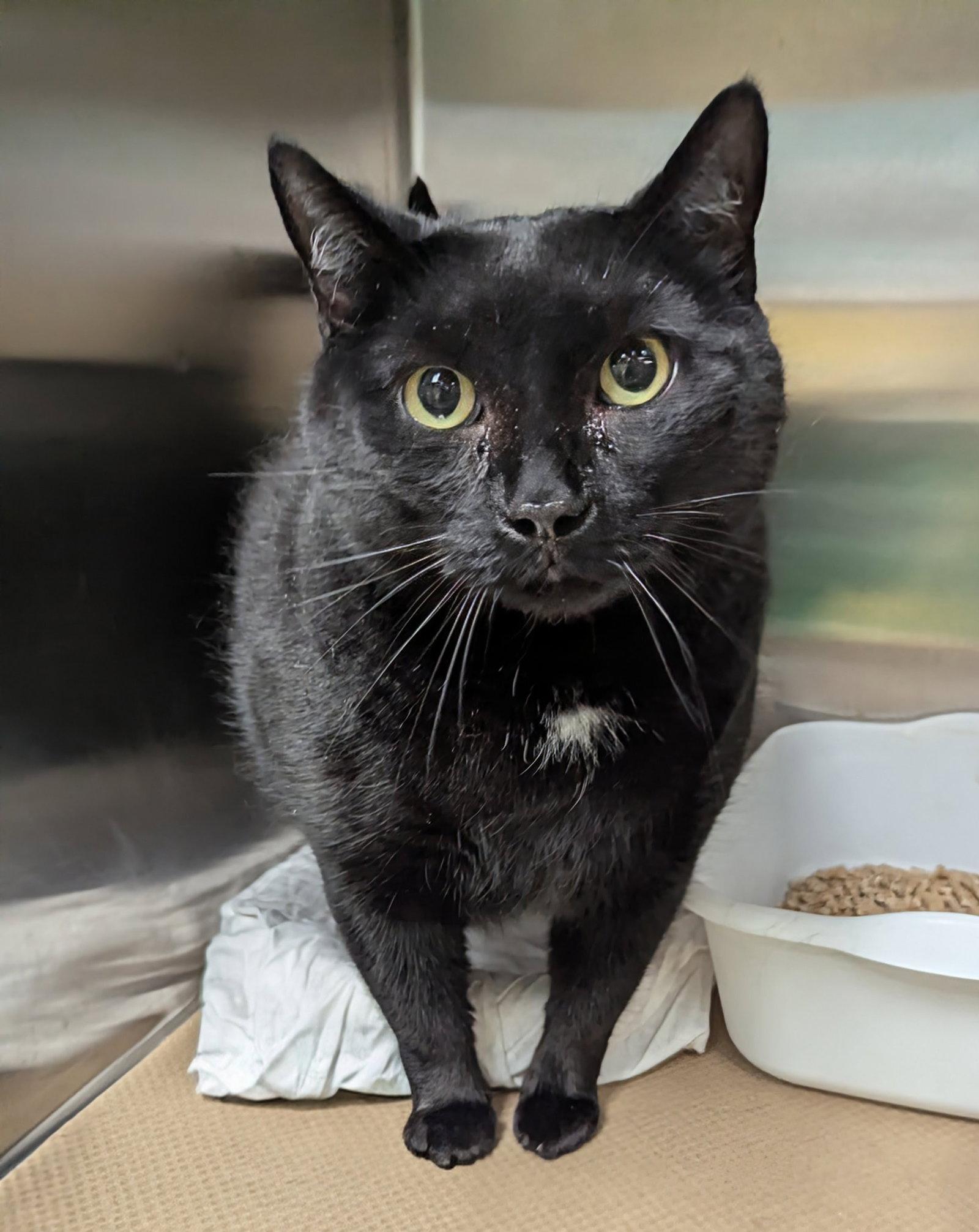 Lex Luger, a Adoptable Domestic Short Hair in Trenton, NJ image 2/3
