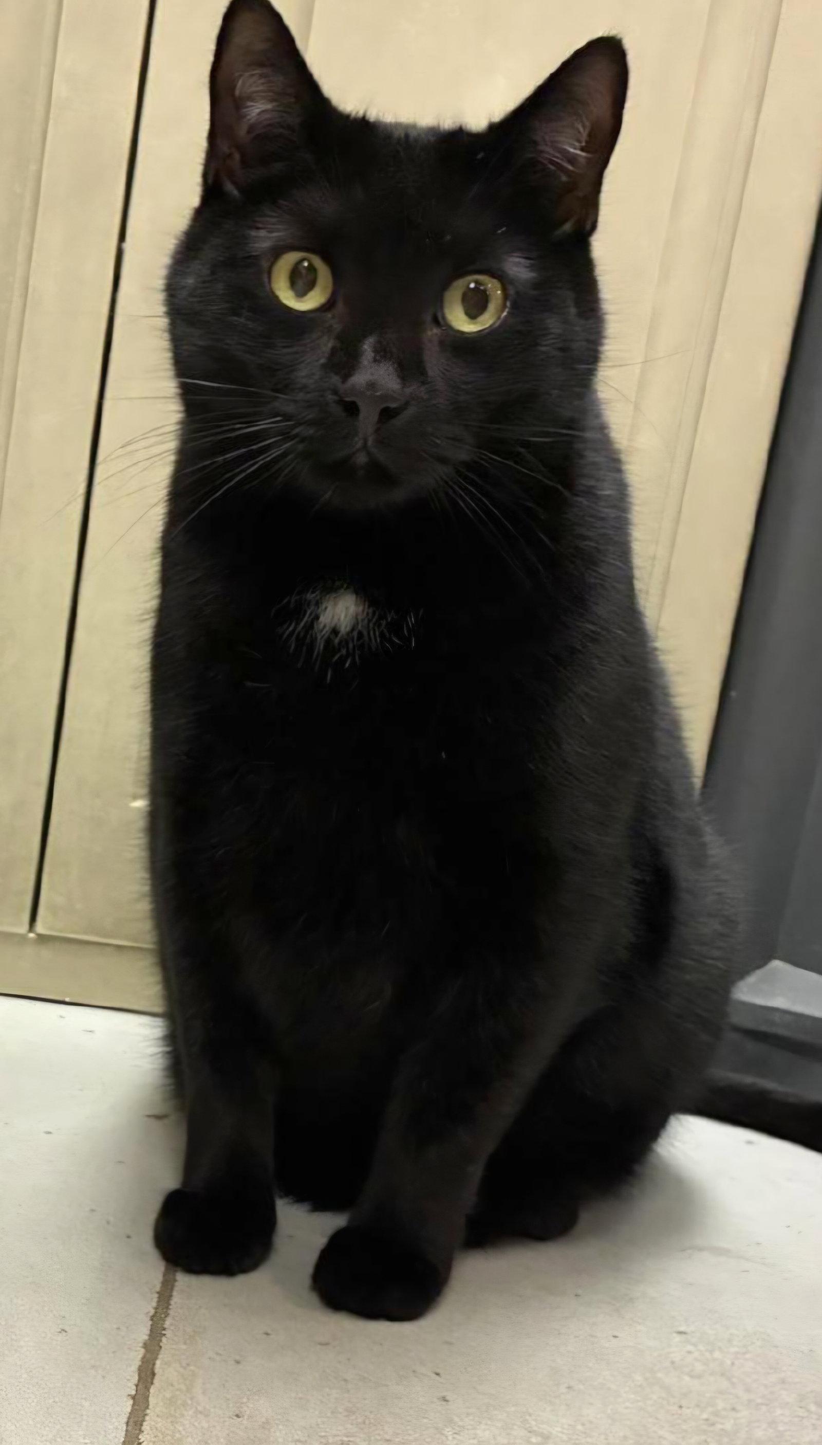Lex Luger, a Adoptable Domestic Short Hair in Trenton, NJ image 3/3