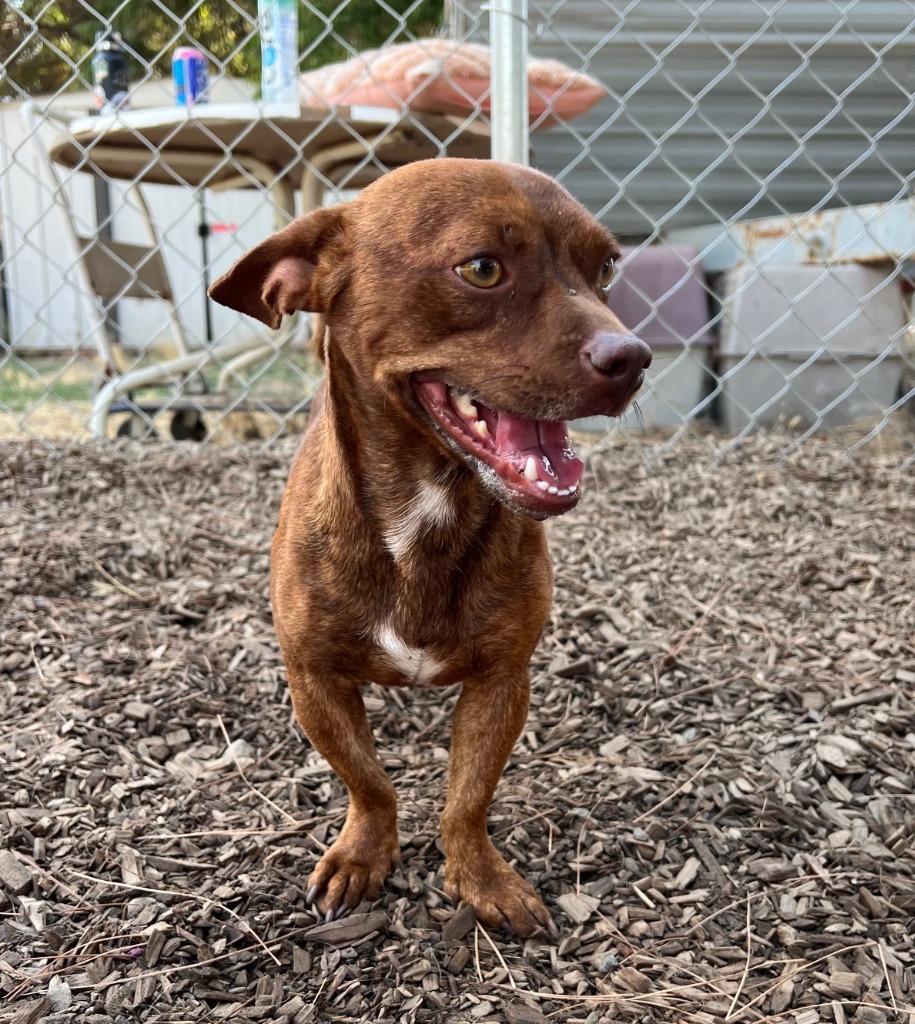 Scamp, Adoptable, Adult Male Chihuahua & Pug.