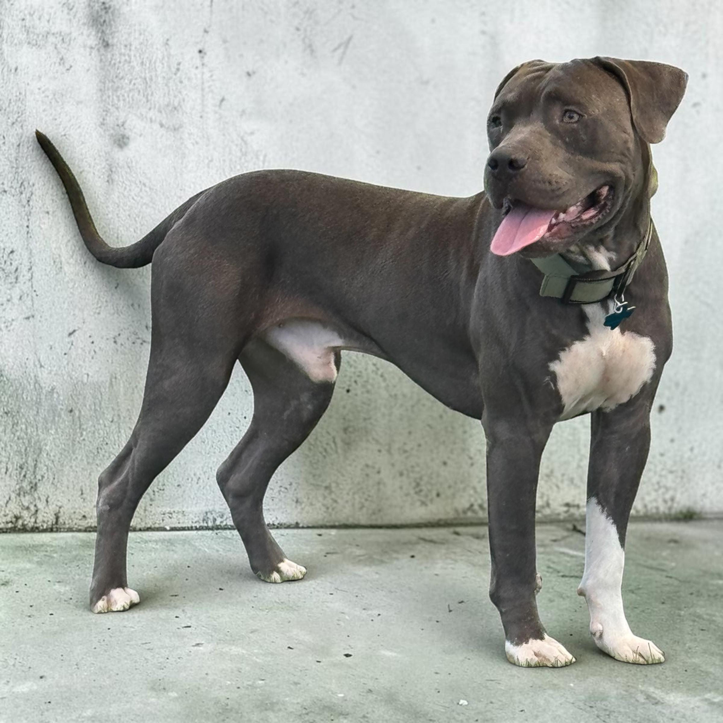 Enlarge Buddy, a Adoptable mixed breed in Le Roy, NY image 4/5