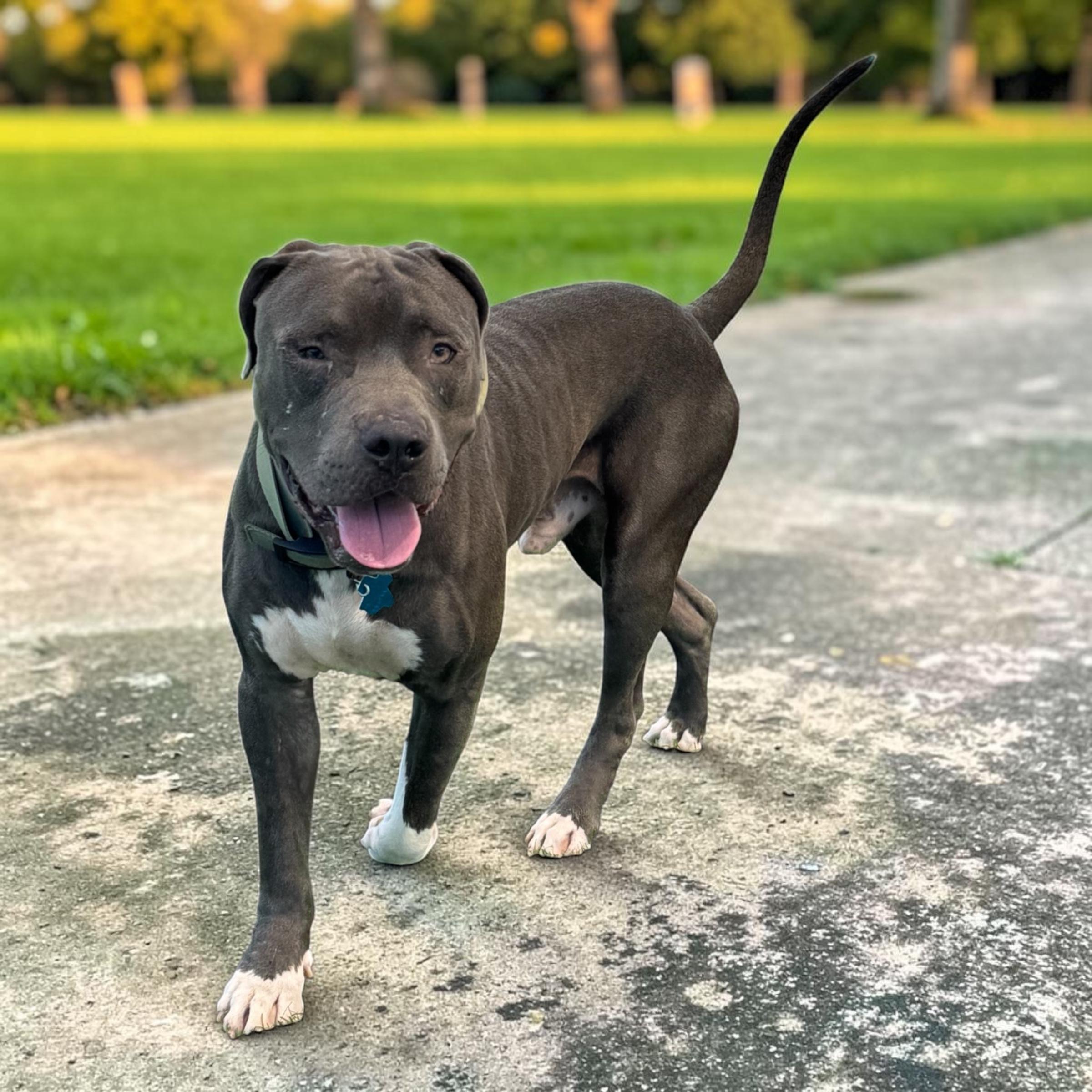 Enlarge Buddy, a Adoptable mixed breed in Le Roy, NY image 3/5