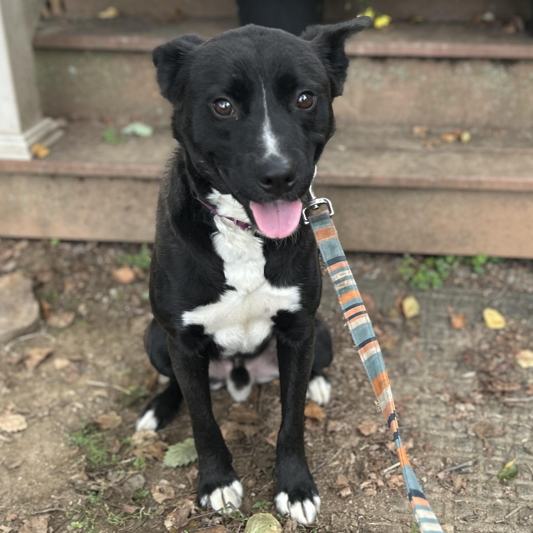Enlarge Marshall ‘Marshmellow”, a Adoptable mixed breed in West Grove, PA image 2/5