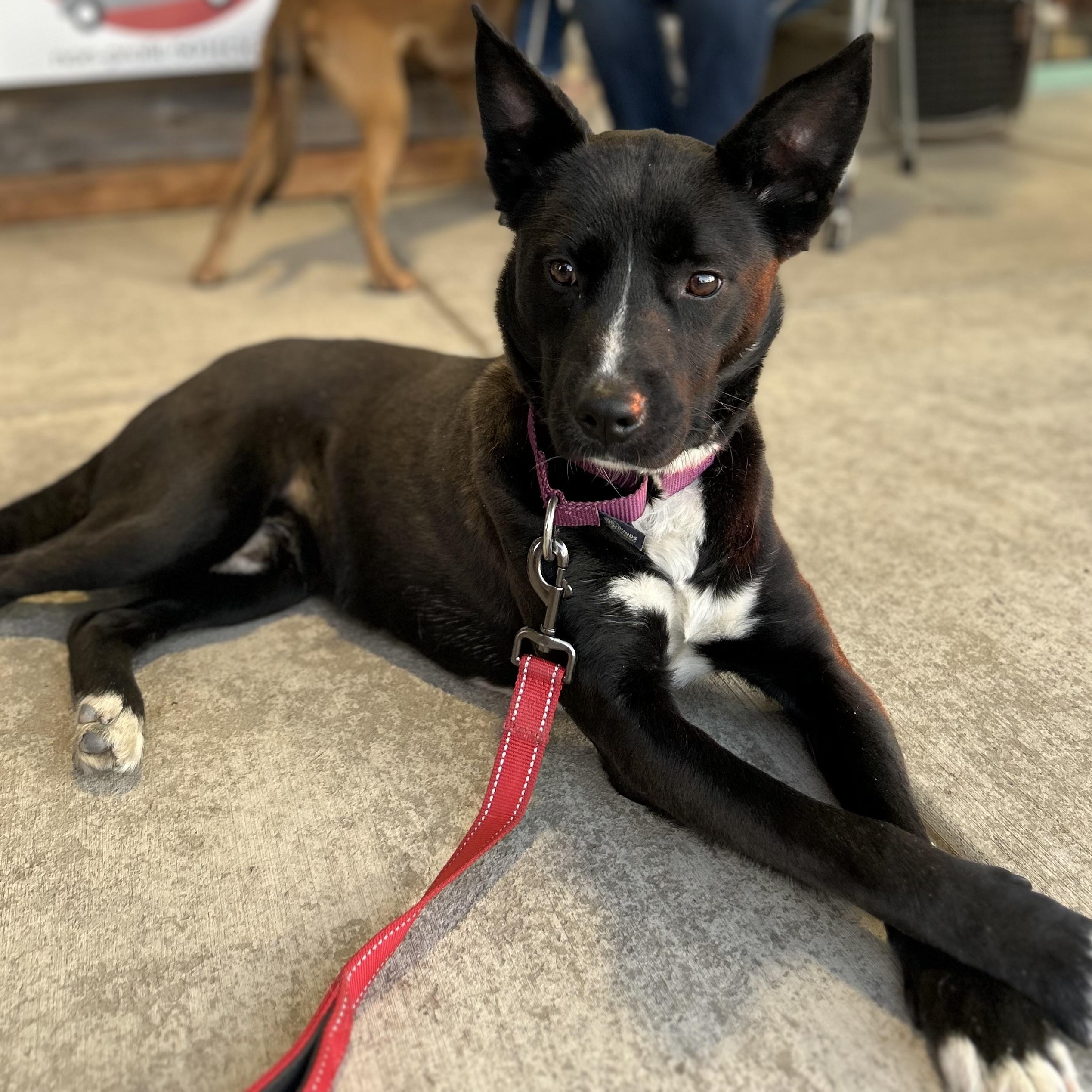 Enlarge Marshall ‘Marshmellow”, a Adoptable mixed breed in West Grove, PA image 1/5