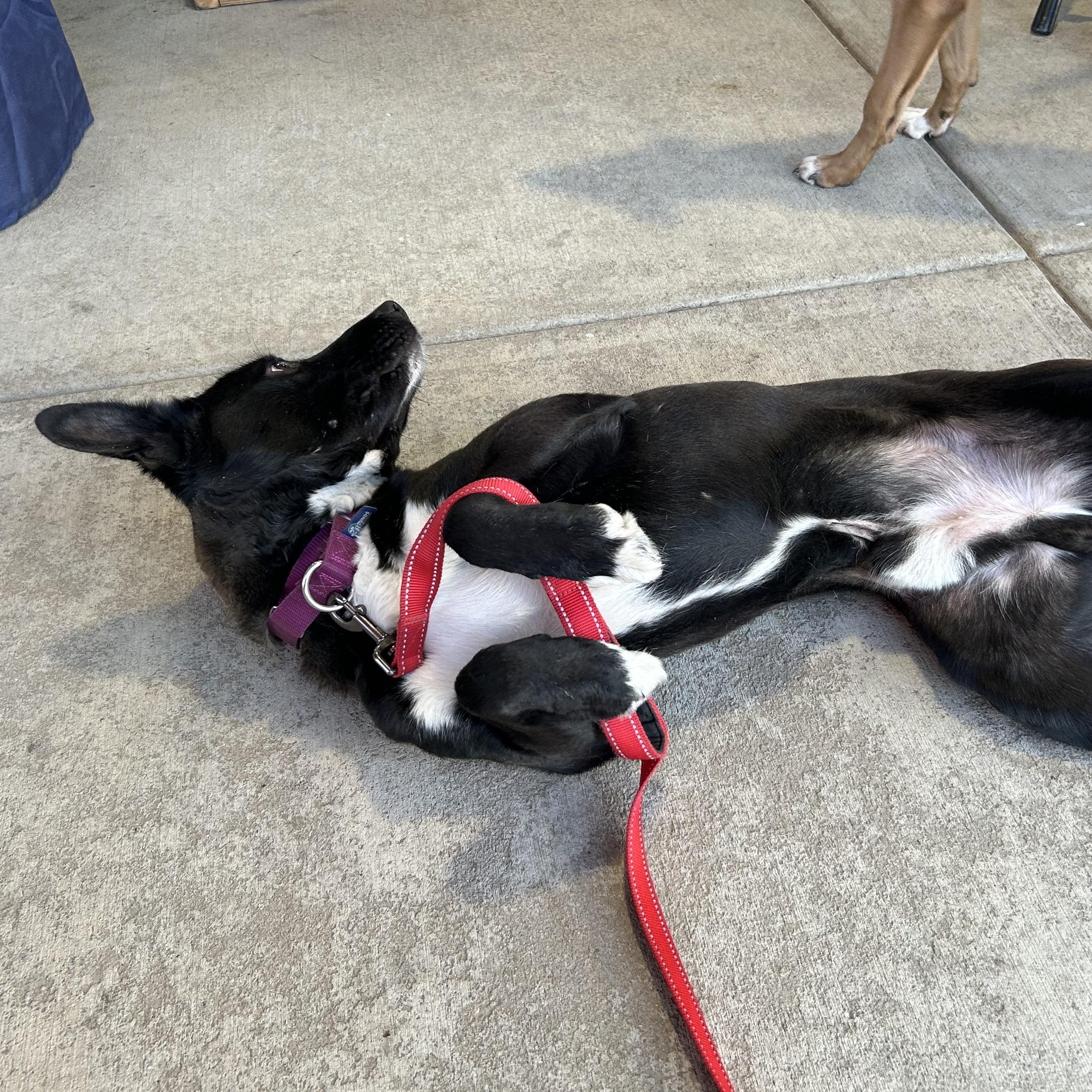 Enlarge Marshall ‘Marshmellow”, a Adoptable mixed breed in West Grove, PA image 3/5