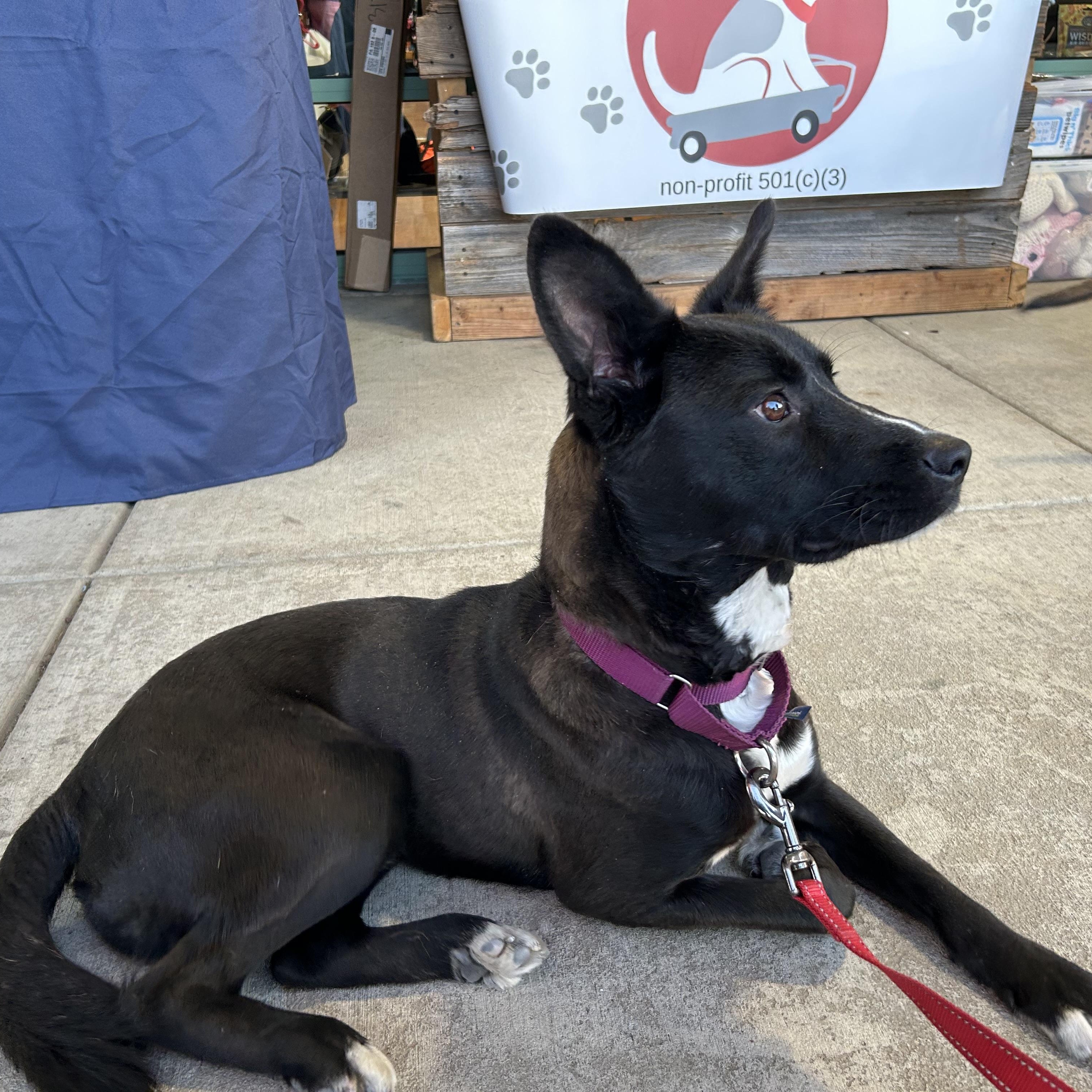 Enlarge Marshall ‘Marshmellow”, a Adoptable mixed breed in West Grove, PA image 4/5