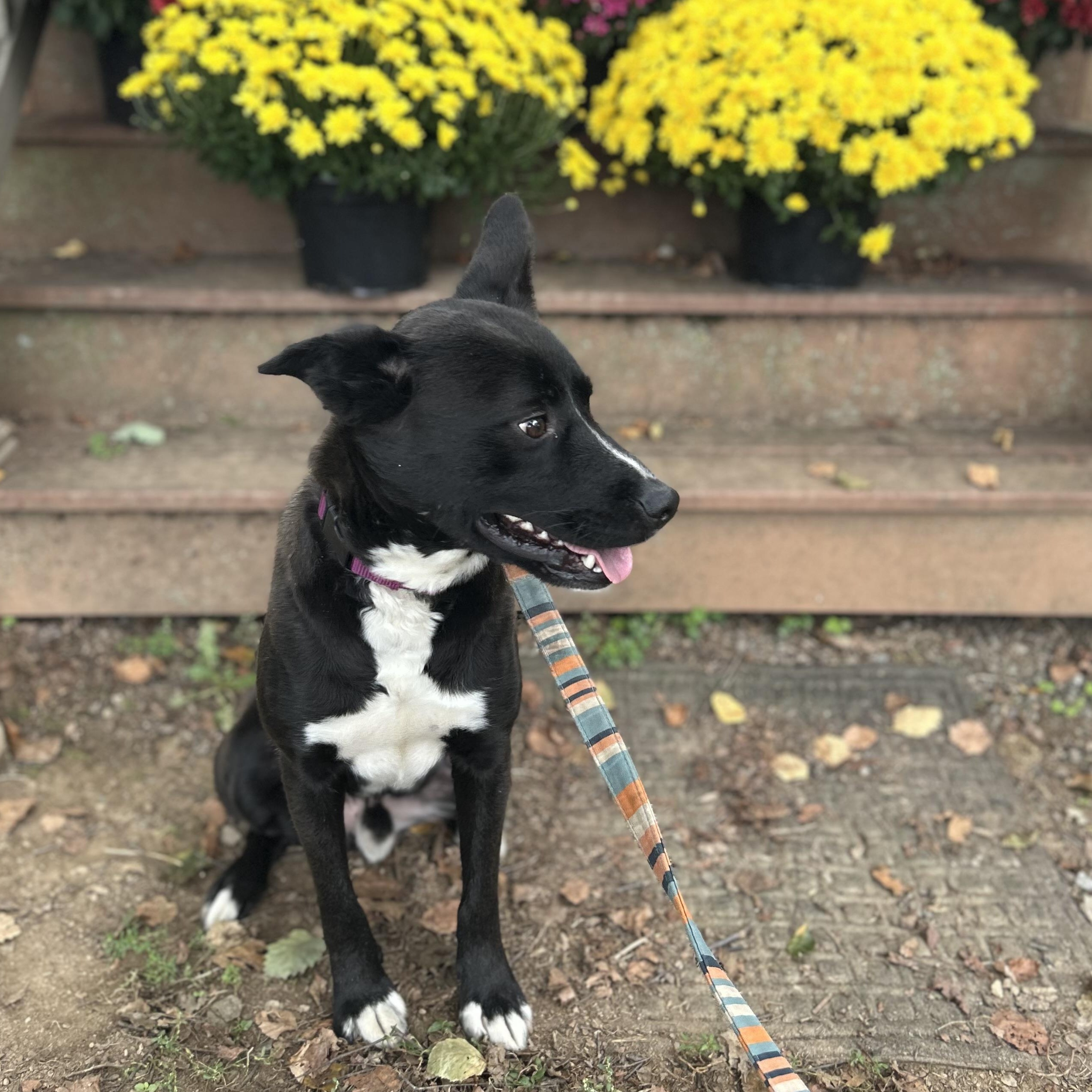 Enlarge Marshall ‘Marshmellow”, a Adoptable mixed breed in West Grove, PA image 5/5