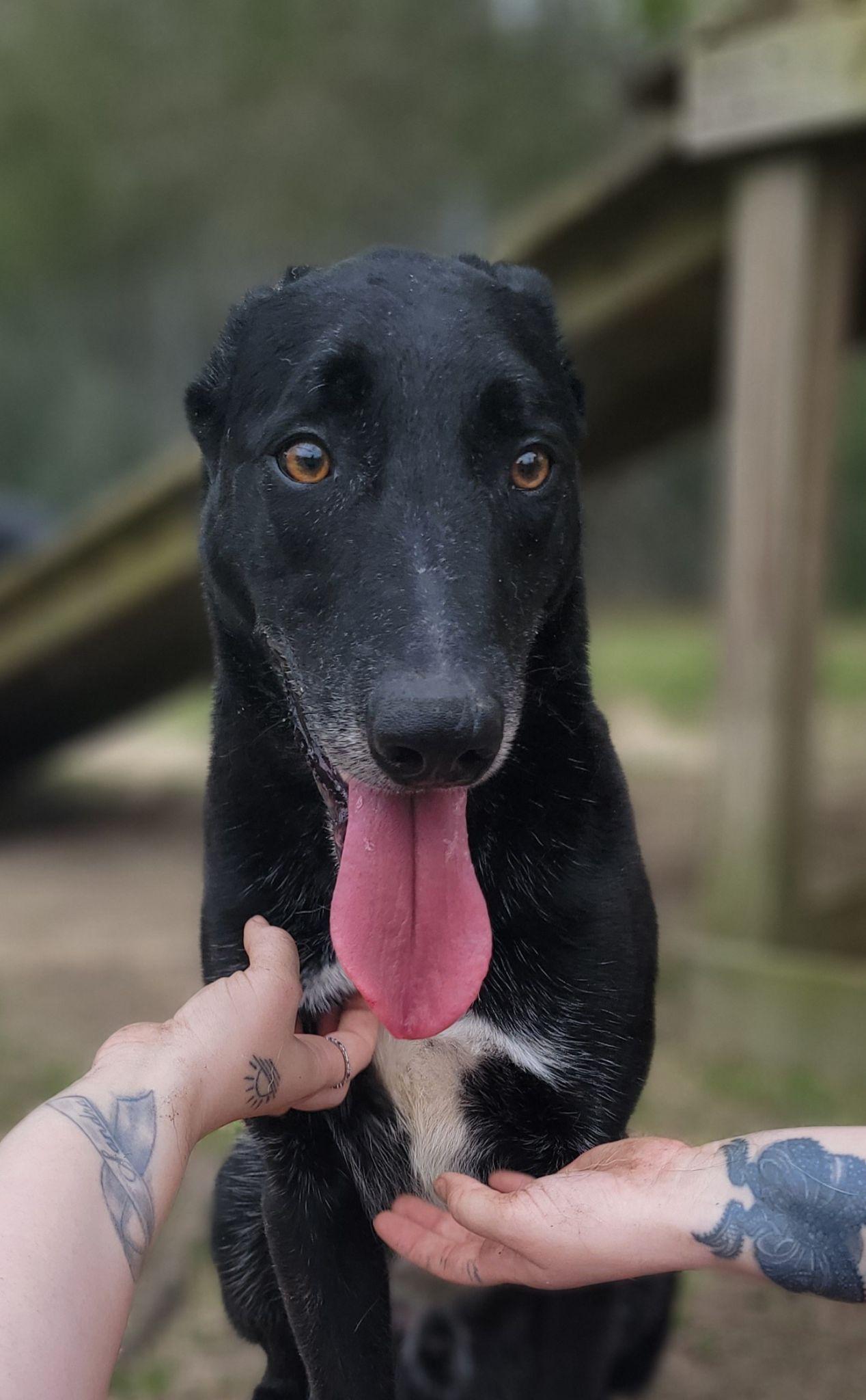 Enlarge Ace, a Adoptable mixed breed in Orangeburg, SC image 2/3