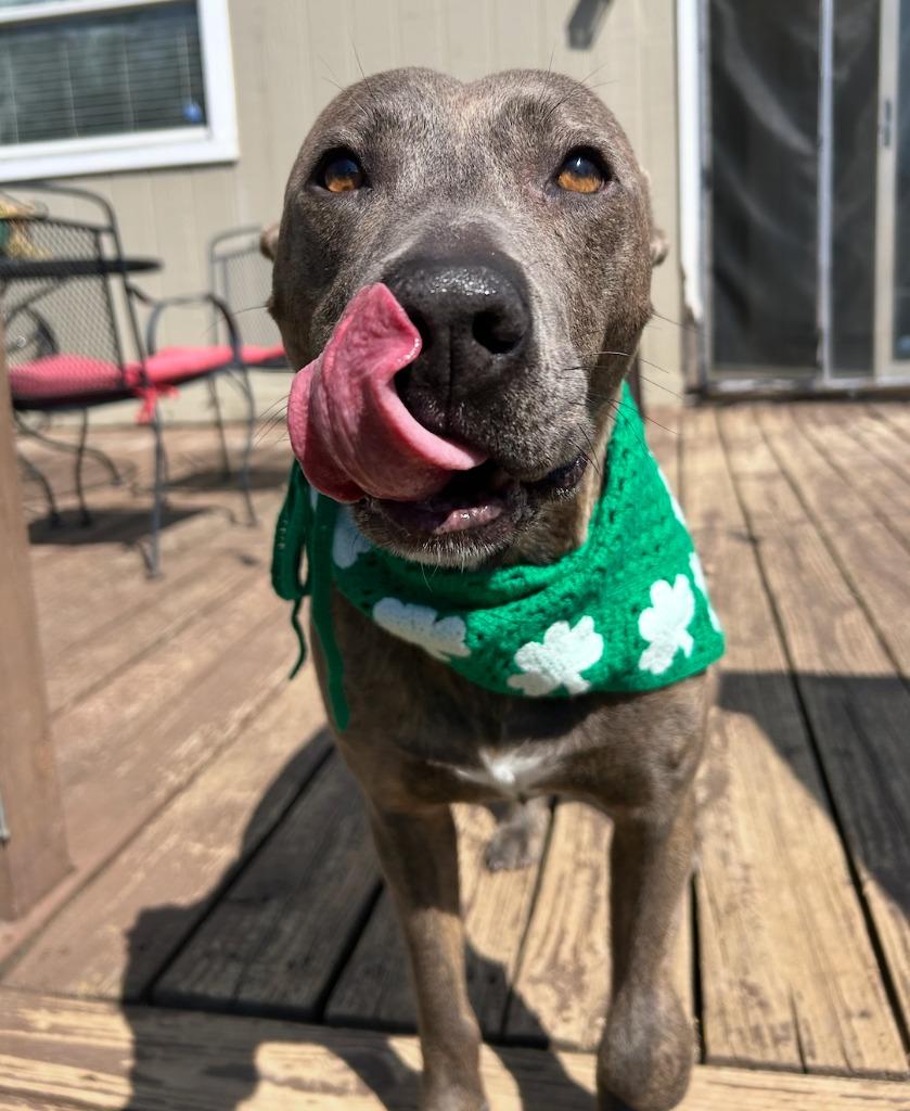 Eloise, Adoptable, Adult Female Pit Bull Terrier.