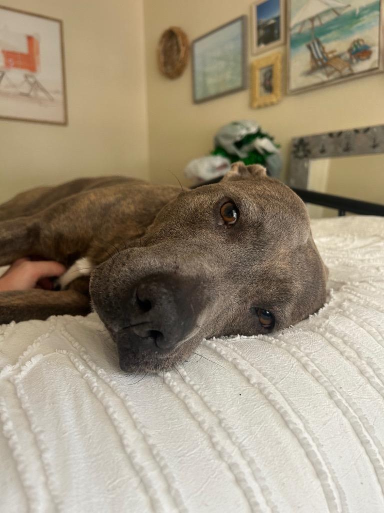 Enlarge Eloise, a Adoptable Pit Bull Terrier in Austin, TX image 3/6