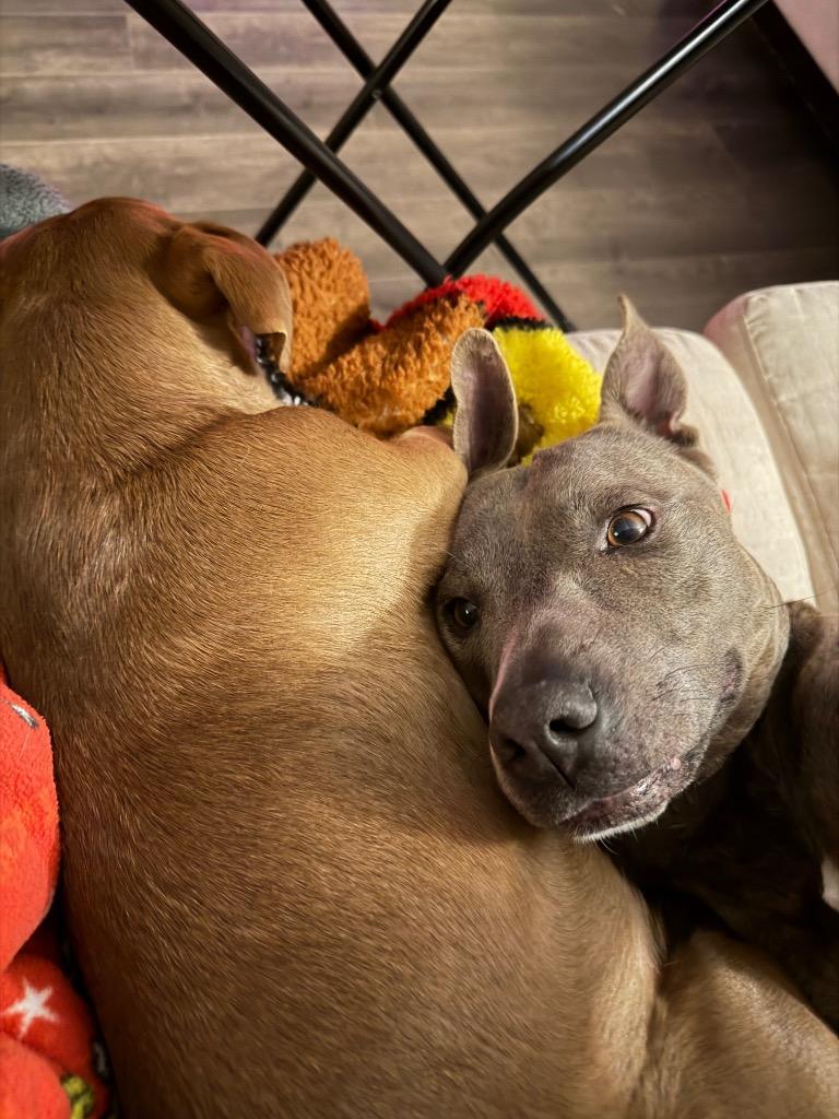 Enlarge Eloise, a Adoptable Pit Bull Terrier in Austin, TX image 4/6