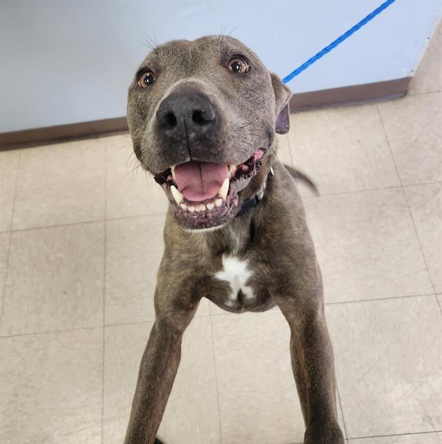 Enlarge Eloise, a Adoptable Pit Bull Terrier in Austin, TX image 5/6