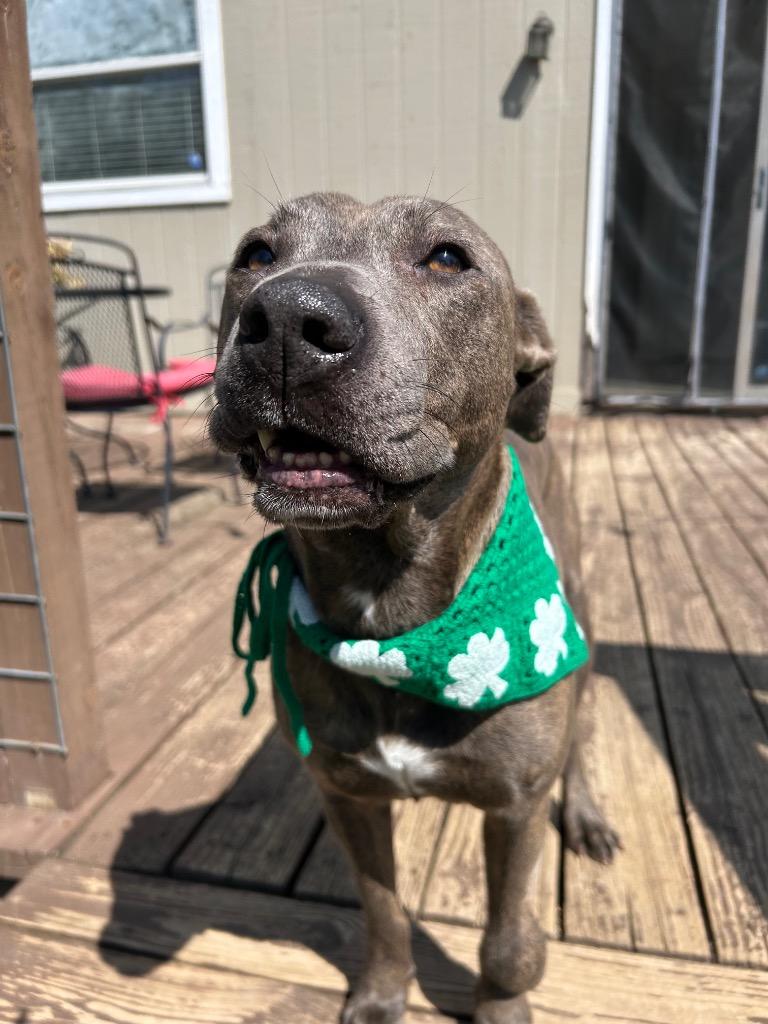 Enlarge Eloise, a Adoptable Pit Bull Terrier in Austin, TX image 5/6