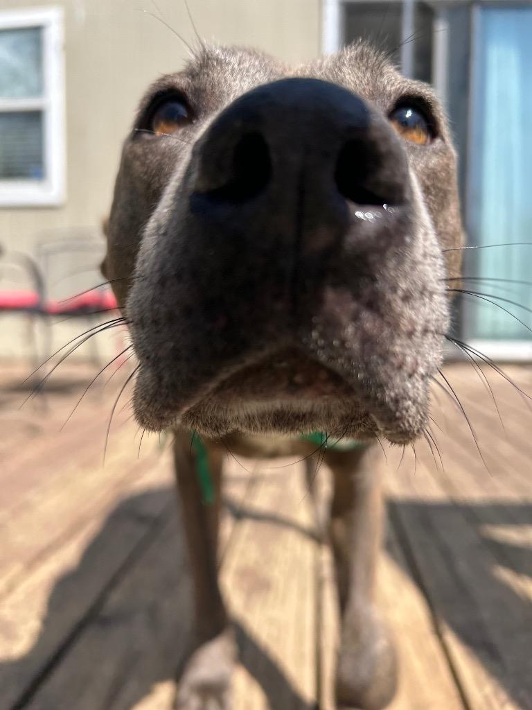 Enlarge Eloise, a Adoptable Pit Bull Terrier in Austin, TX image 6/6