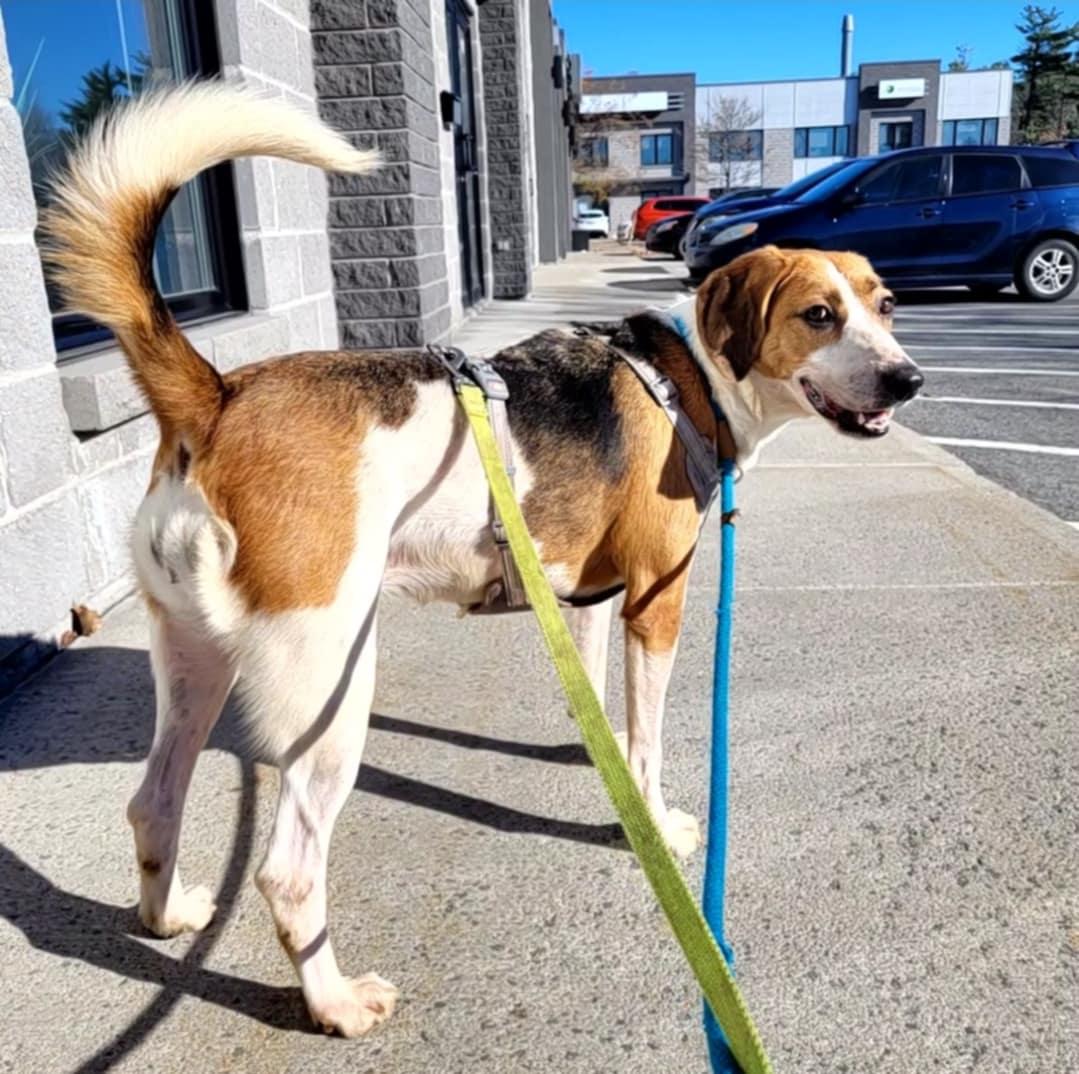 Bella, Adoptable, Adult Female Foxhound.