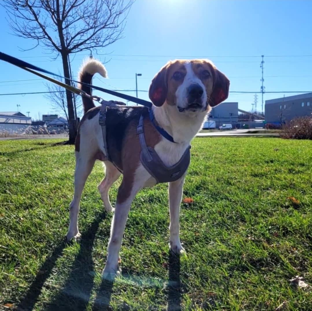 Enlarge Bella, a Adoptable Foxhound in Vaudreuil-Dorion, QC image 2/4
