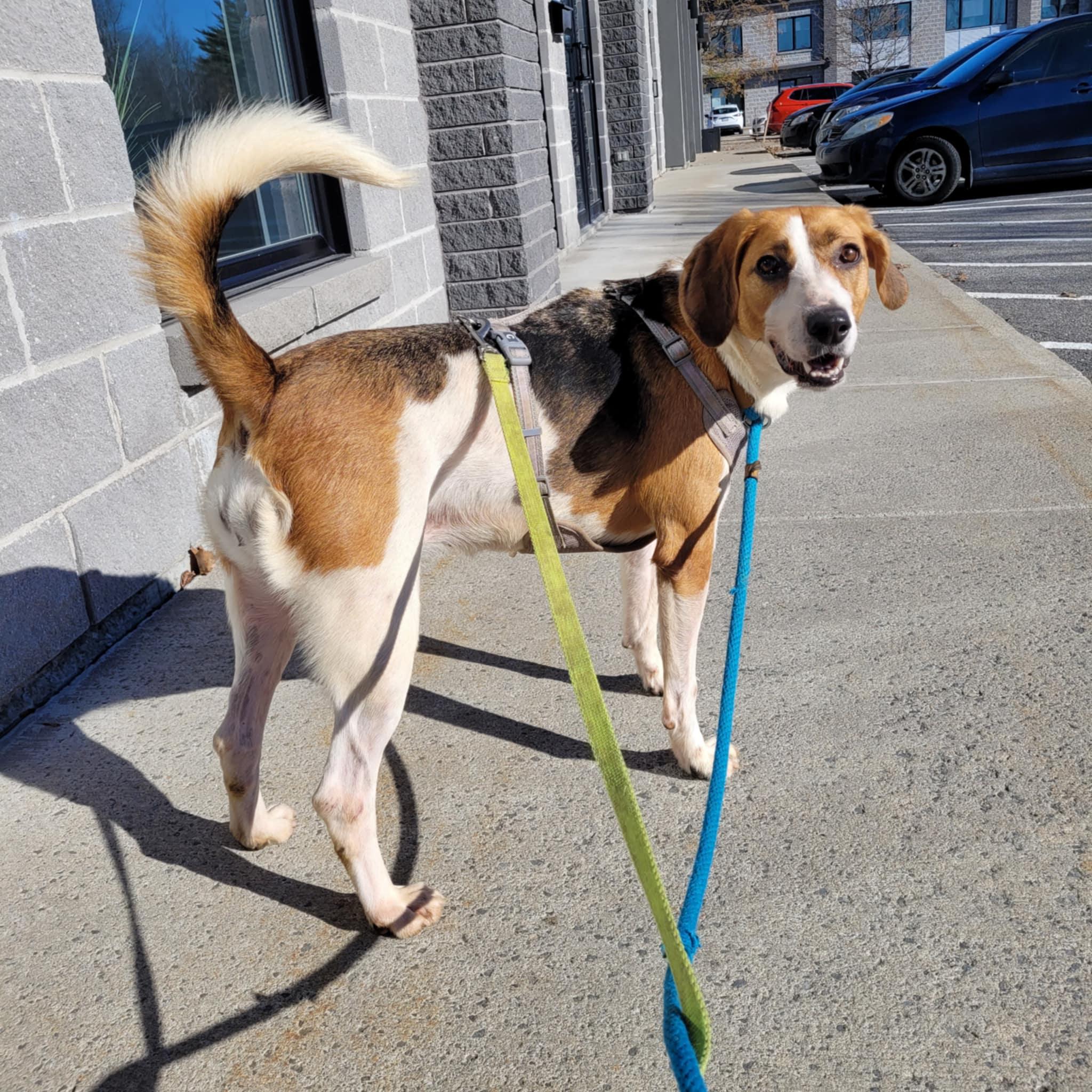 Enlarge Bella, a Adoptable Foxhound in Vaudreuil-Dorion, QC image 3/4