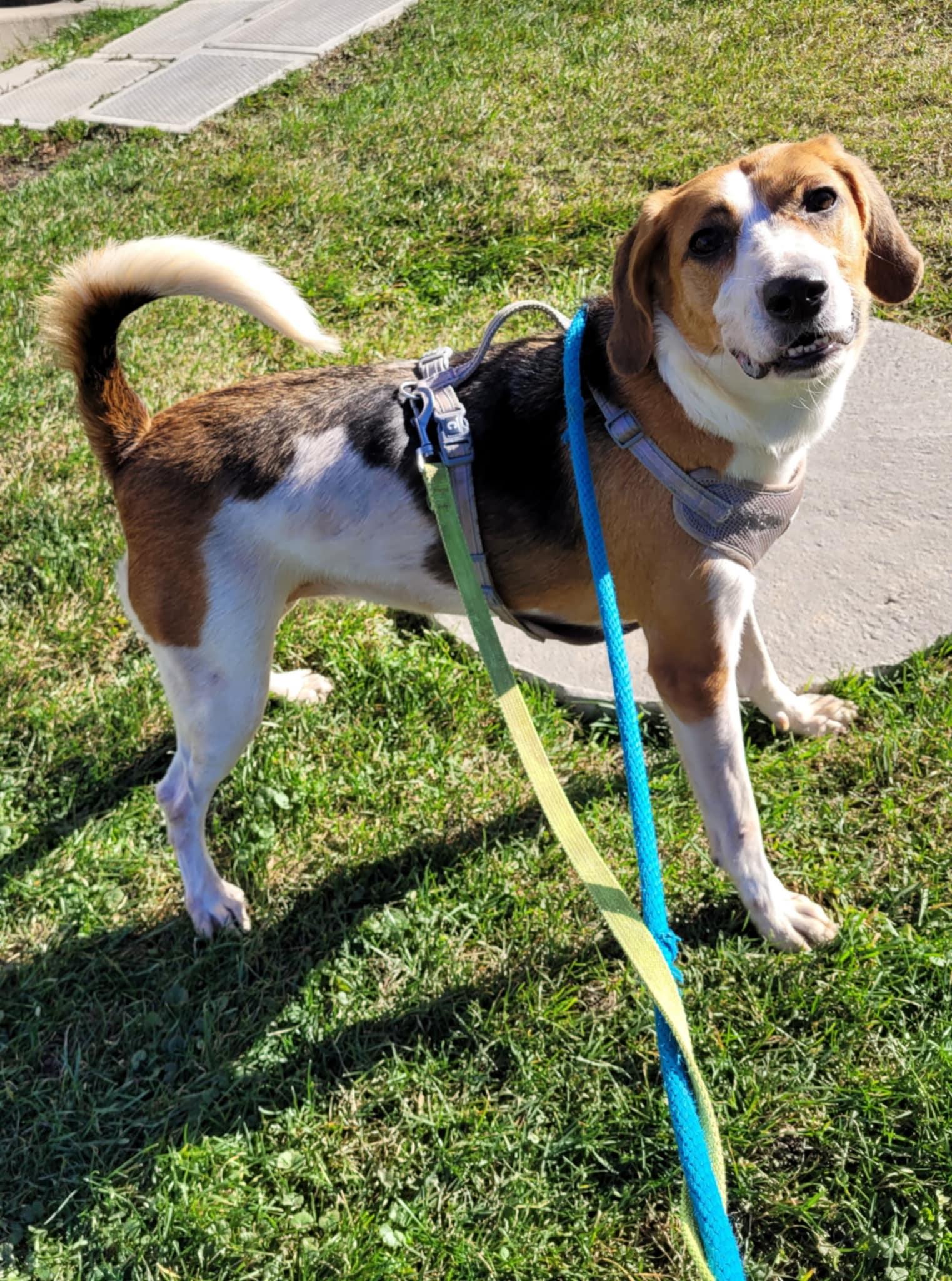 Enlarge Bella, a Adoptable Foxhound in Vaudreuil-Dorion, QC image 4/4