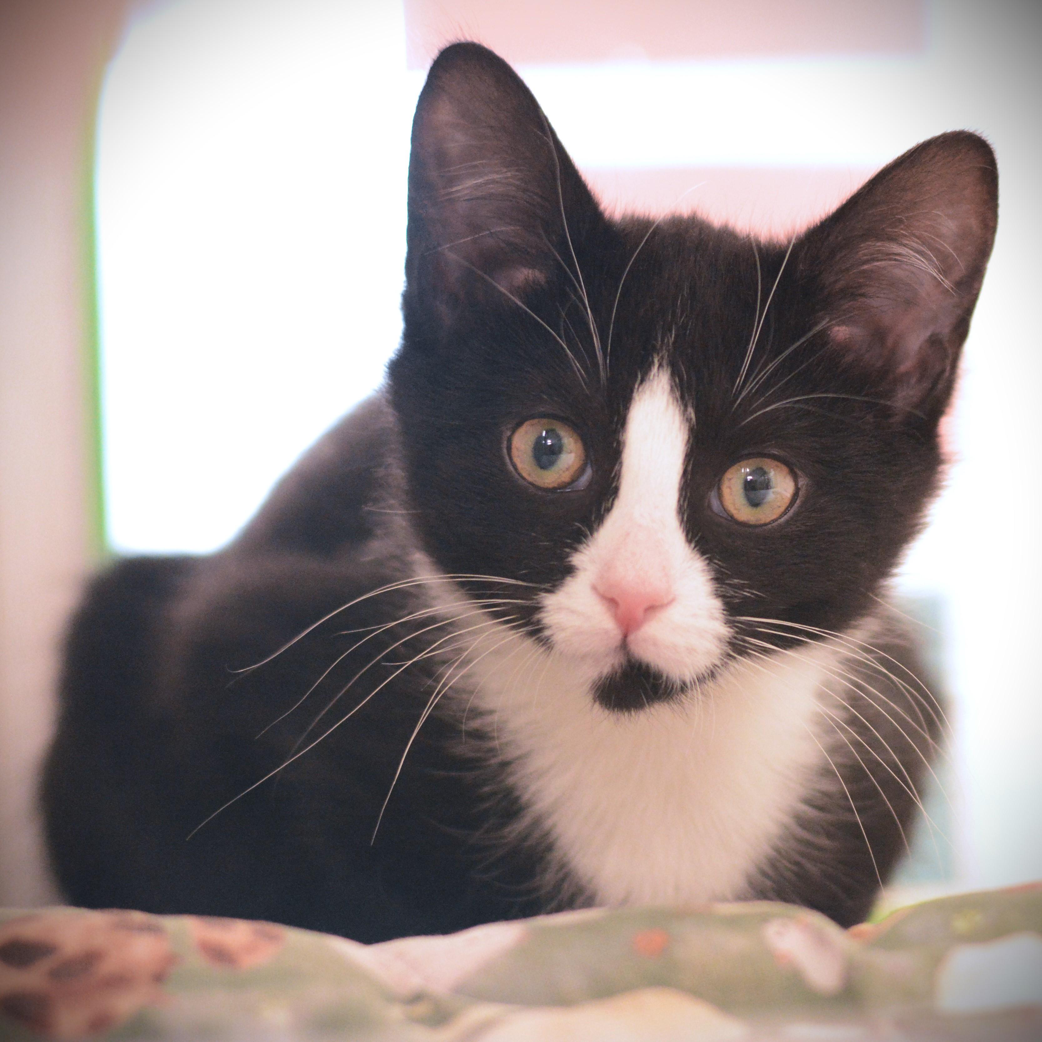 Enlarge Cardinal, a ADOPTABLE Domestic Short Hair in Amsterdam, NY image 1/1