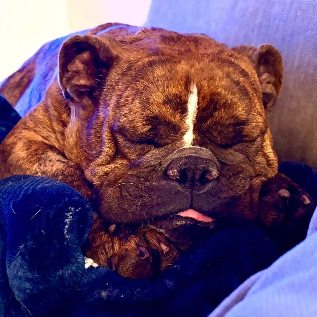 Laverne, Adoptable, Adult Female English Bulldog.