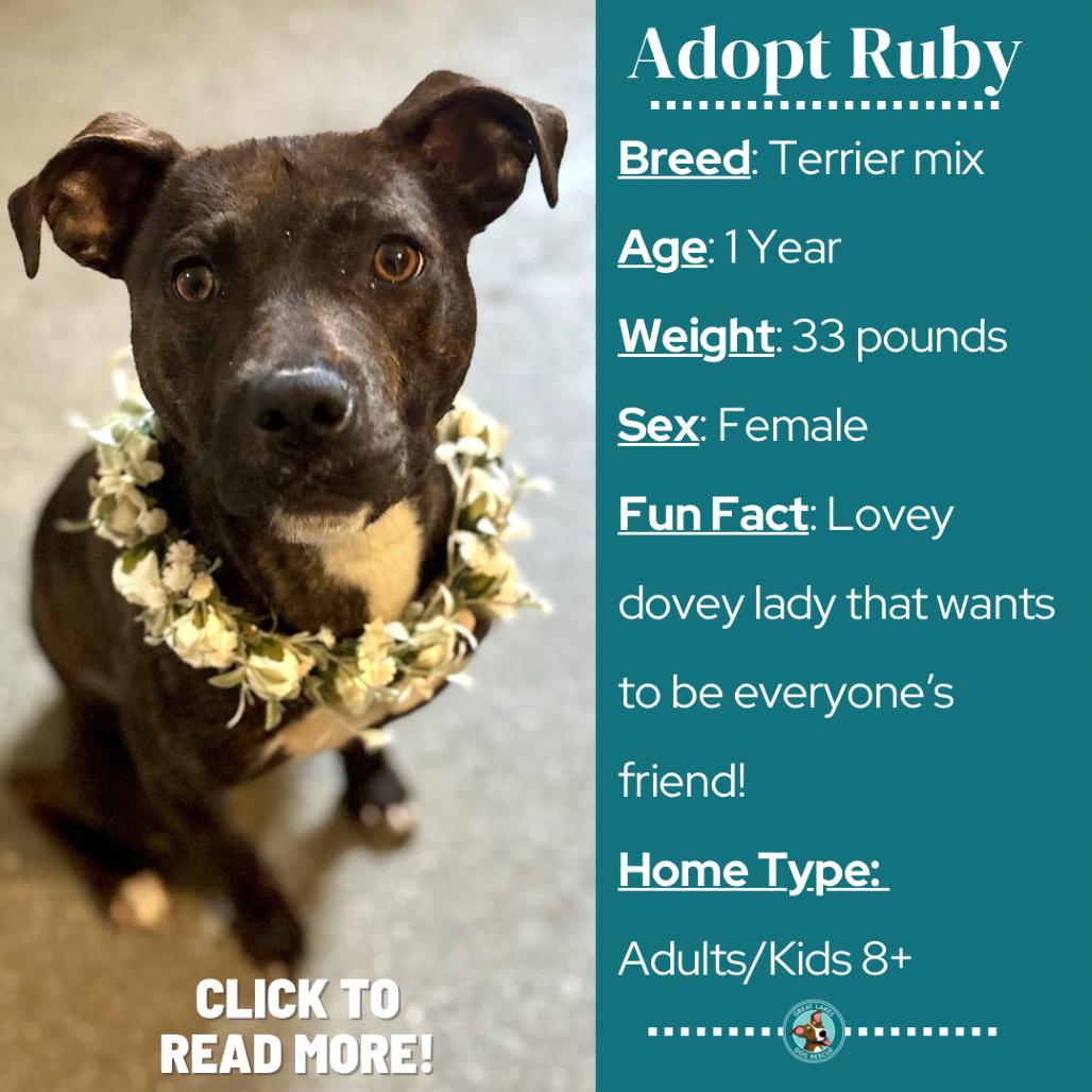 Enlarge Ruby, a Adoptable mixed breed in Metamora, MI image 1/6