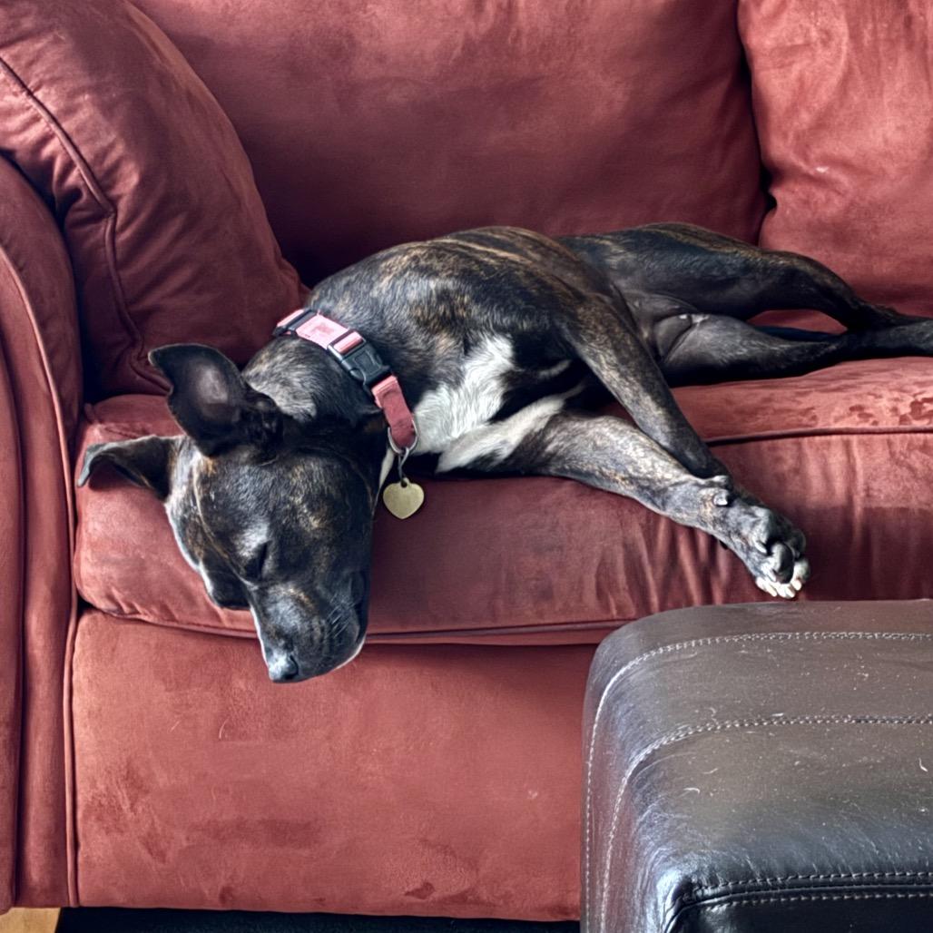 Enlarge Ruby, a Adoptable mixed breed in Metamora, MI image 1/6