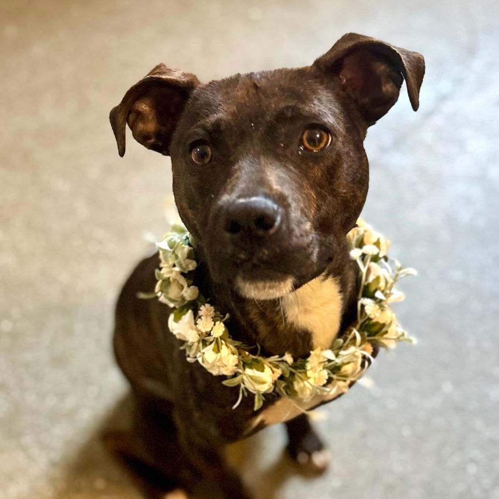 Enlarge Ruby, a Adoptable mixed breed in Metamora, MI image 3/6