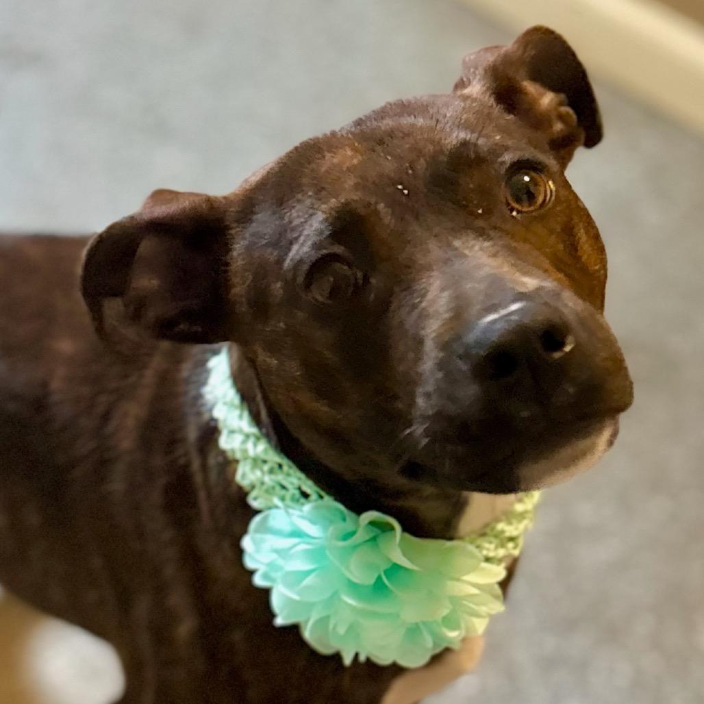 Enlarge Ruby, a Adoptable mixed breed in Metamora, MI image 4/6