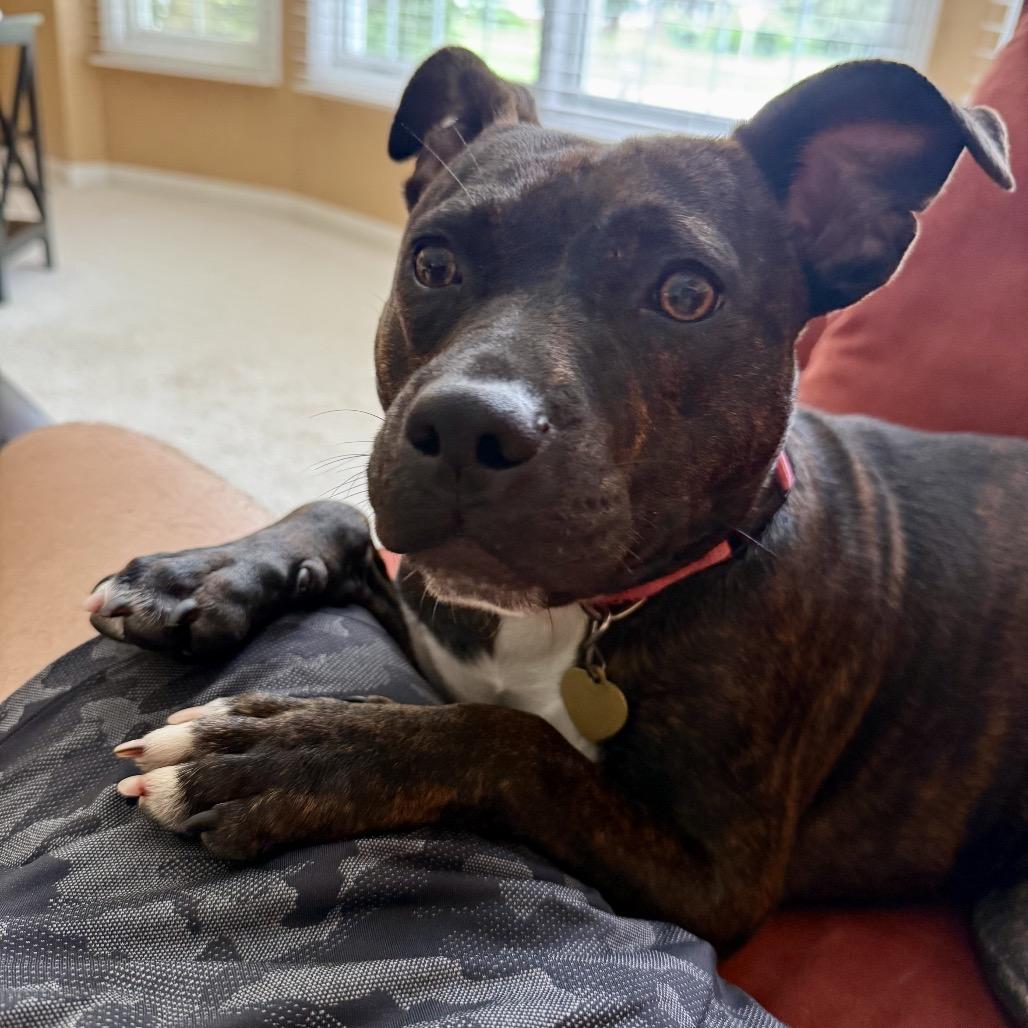 Enlarge Ruby, a Adoptable mixed breed in Metamora, MI image 2/6