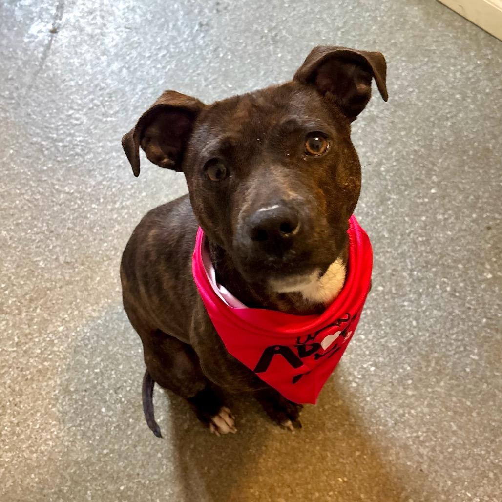 Enlarge Ruby, a Adoptable mixed breed in Metamora, MI image 5/6