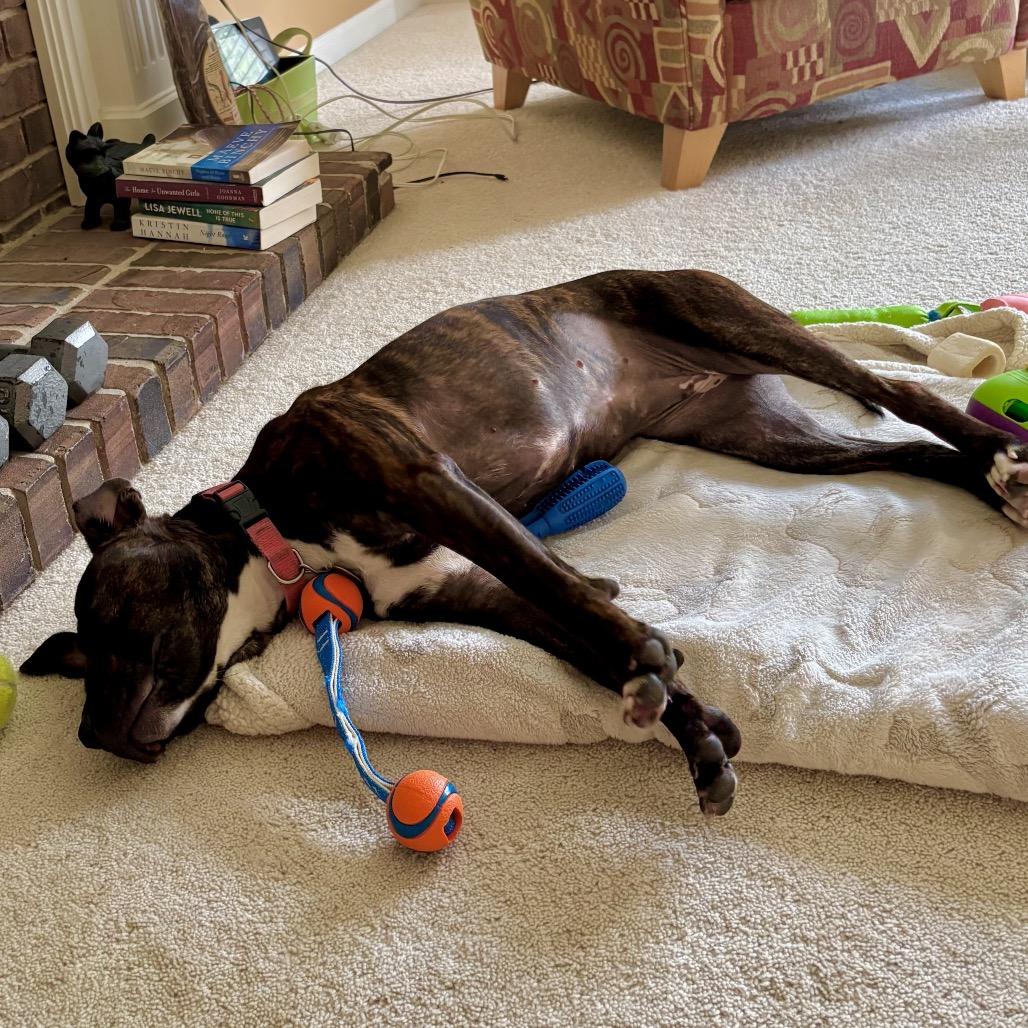 Enlarge Ruby, a Adoptable mixed breed in Metamora, MI image 3/6