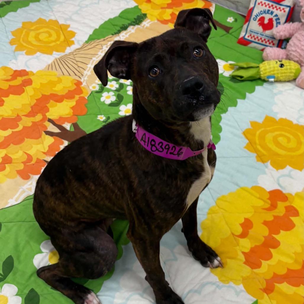 Enlarge Ruby, a Adoptable mixed breed in Metamora, MI image 6/6