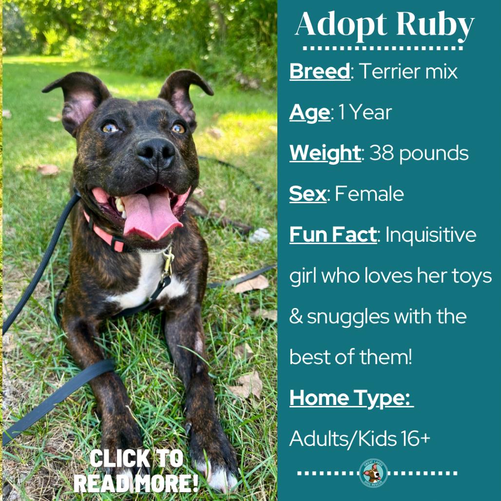 Enlarge Ruby, a Adoptable mixed breed in Metamora, MI image 5/6