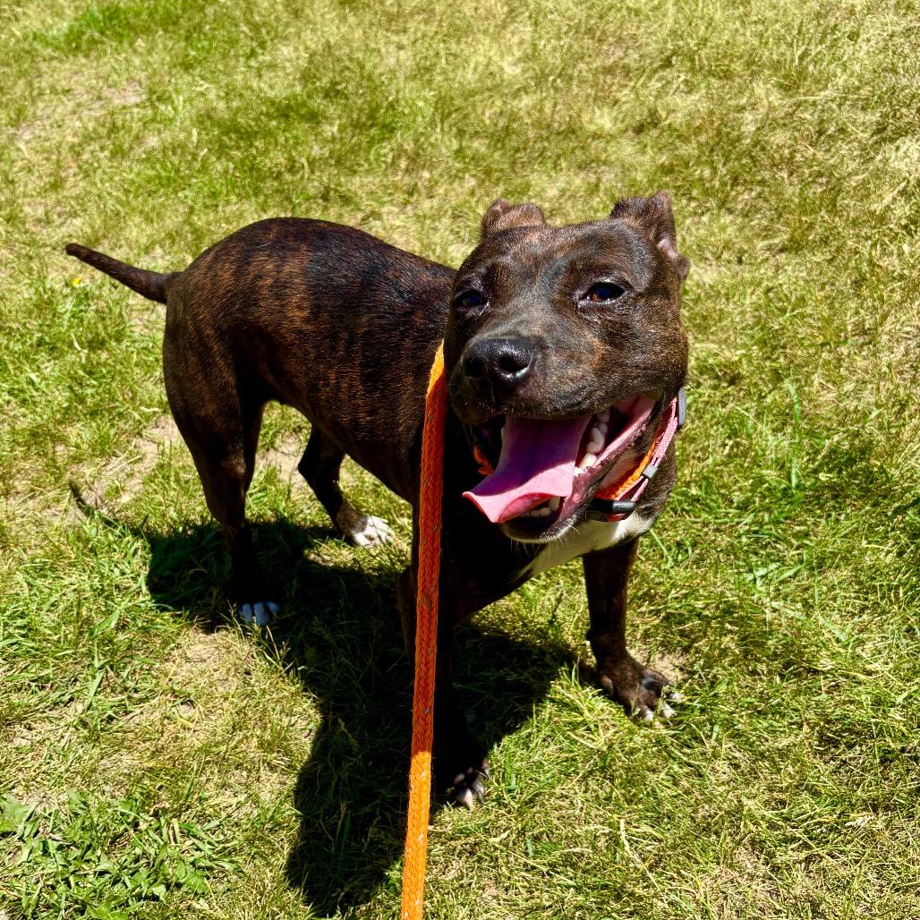 Enlarge Ruby, a Adoptable mixed breed in Metamora, MI image 6/6