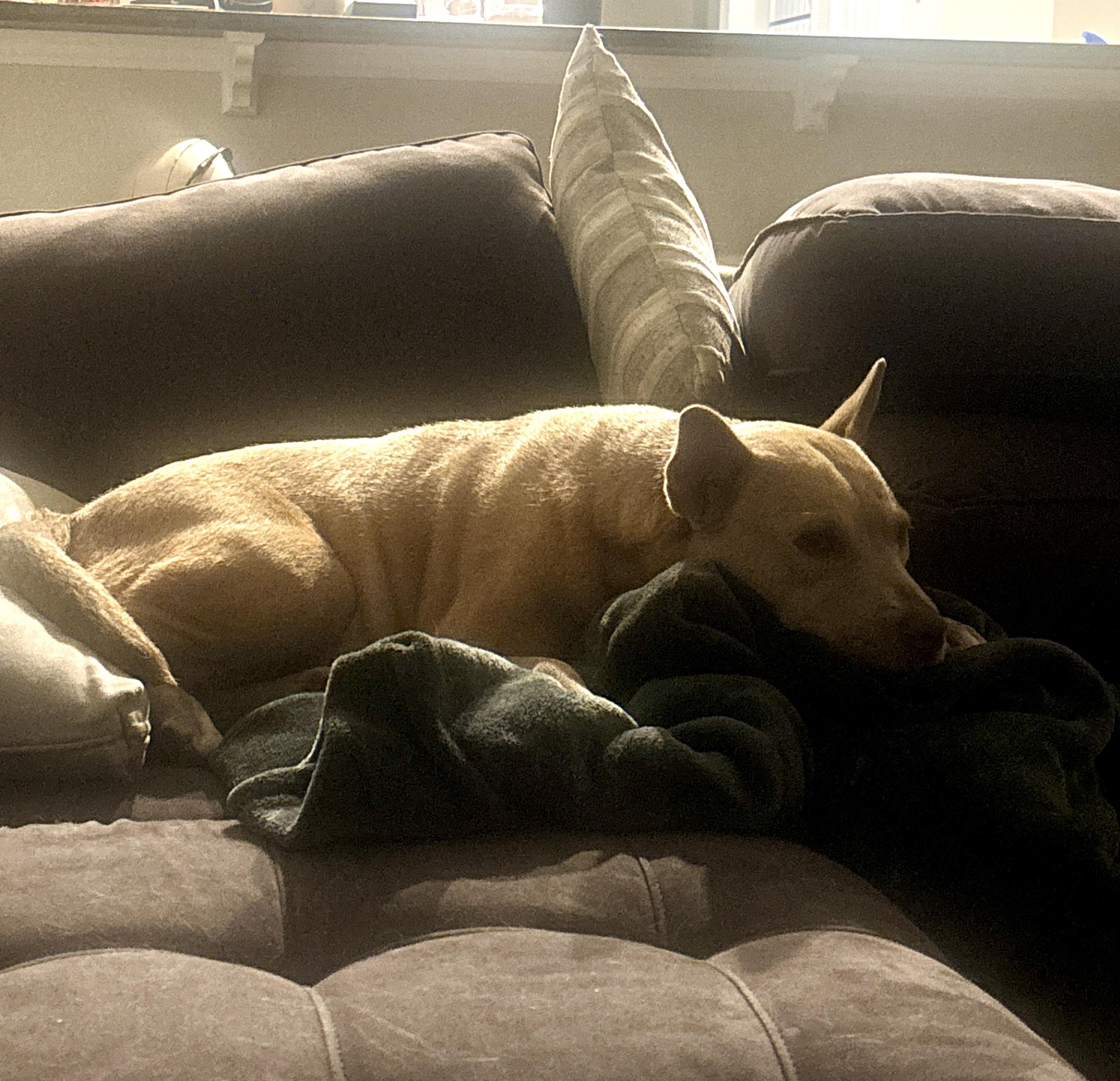 Libby — thumbnail 2