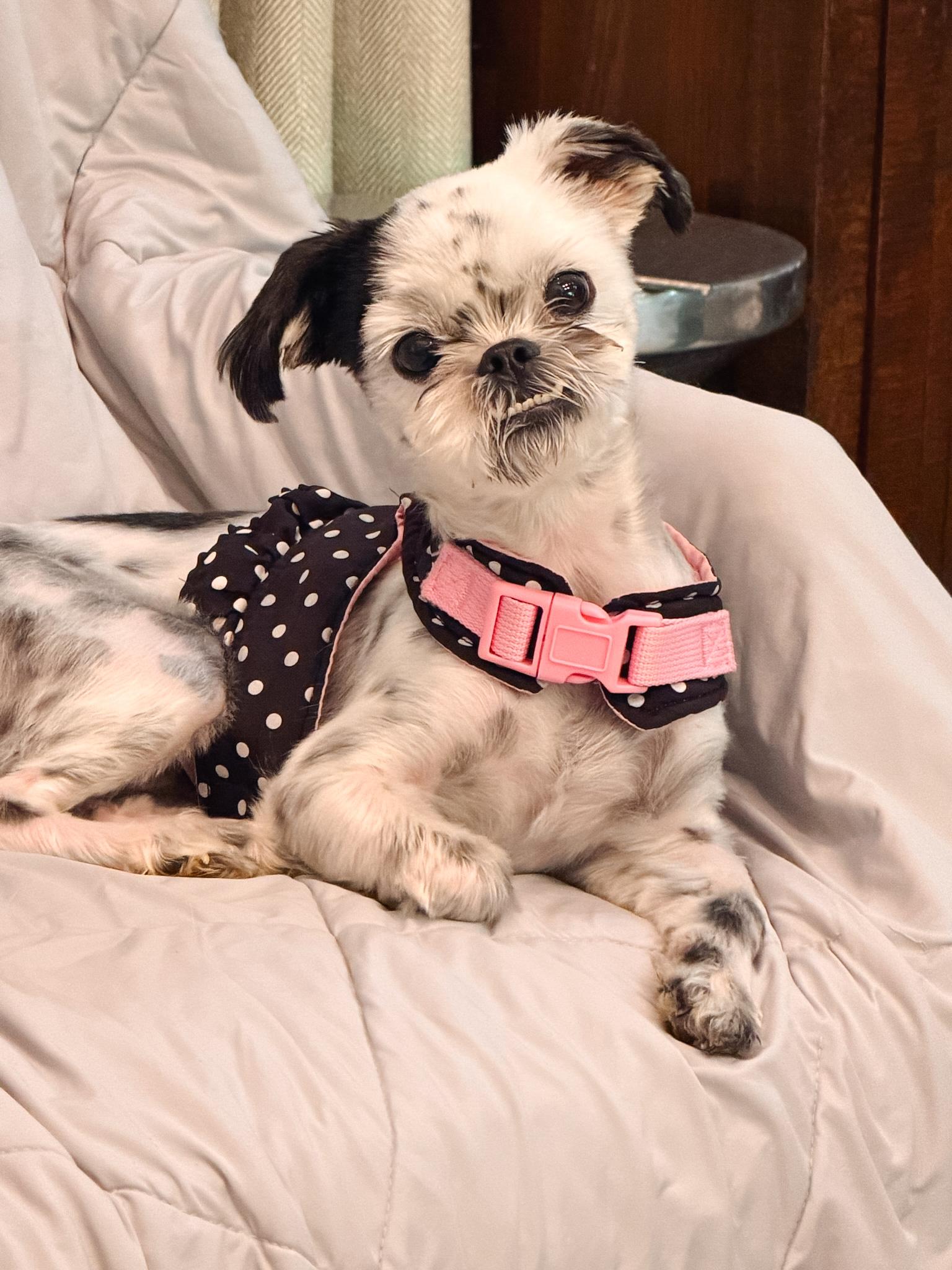 Munchkin, Adoptable, Young Female Shih Tzu.