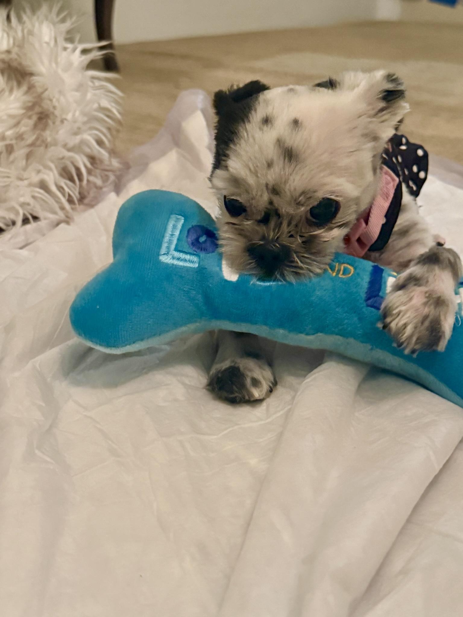 Enlarge Munchkin, a Adoptable Shih Tzu in Atlanta, GA image 5/6