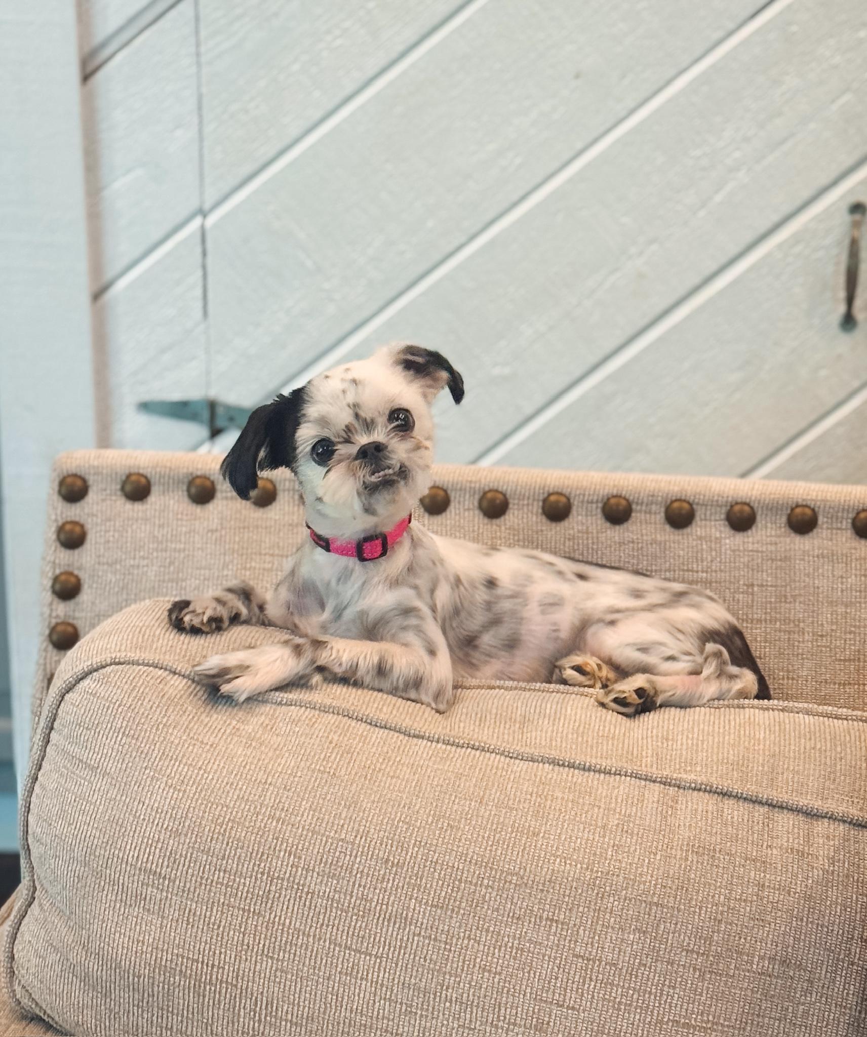 Enlarge Munchkin, a Adoptable Shih Tzu in Atlanta, GA image 2/6