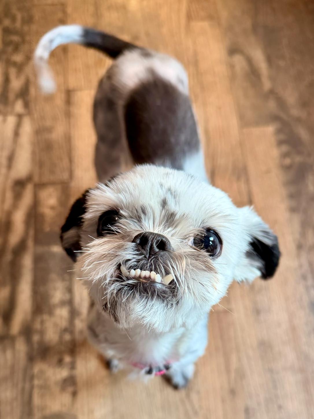 Enlarge Munchkin, a Adoptable Shih Tzu in Atlanta, GA image 6/6