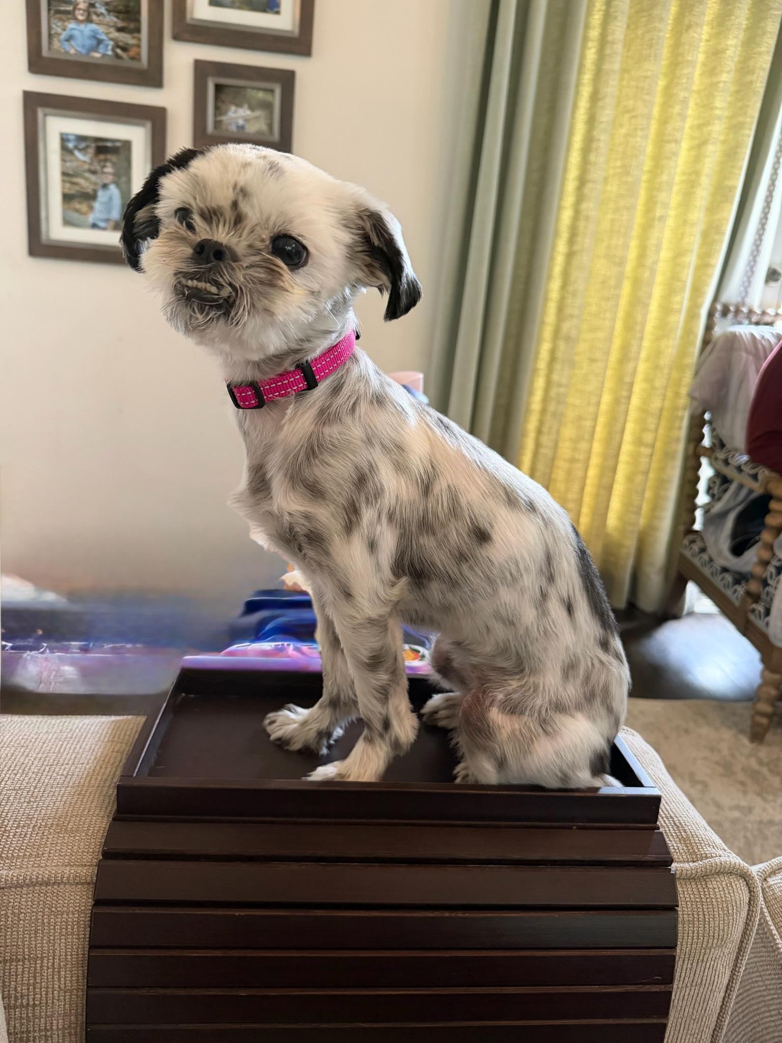Enlarge Munchkin, a Adoptable Shih Tzu in Atlanta, GA image 3/6