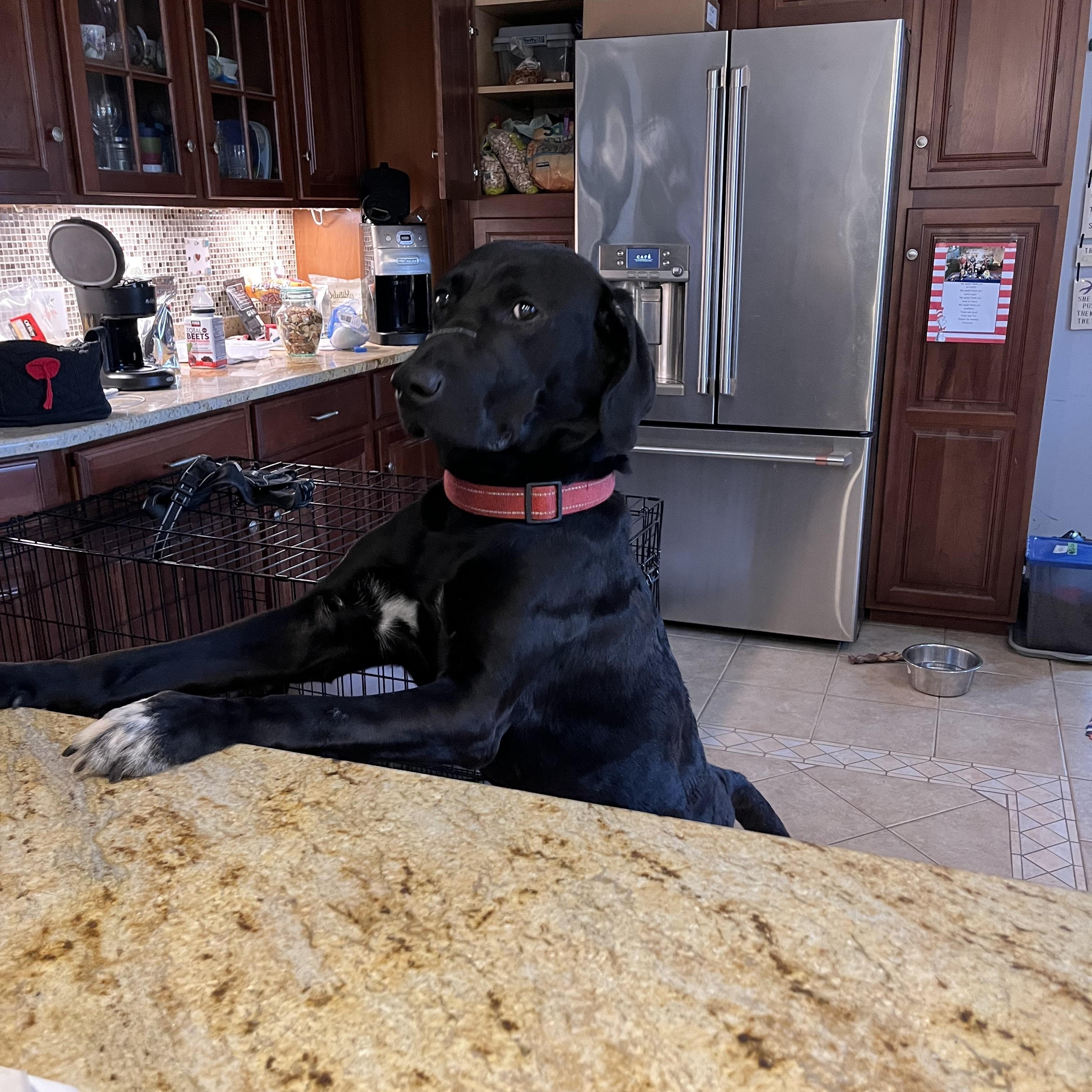 Enlarge Midknight, an adoptable mixed breed in Warrington, PA image 1/2