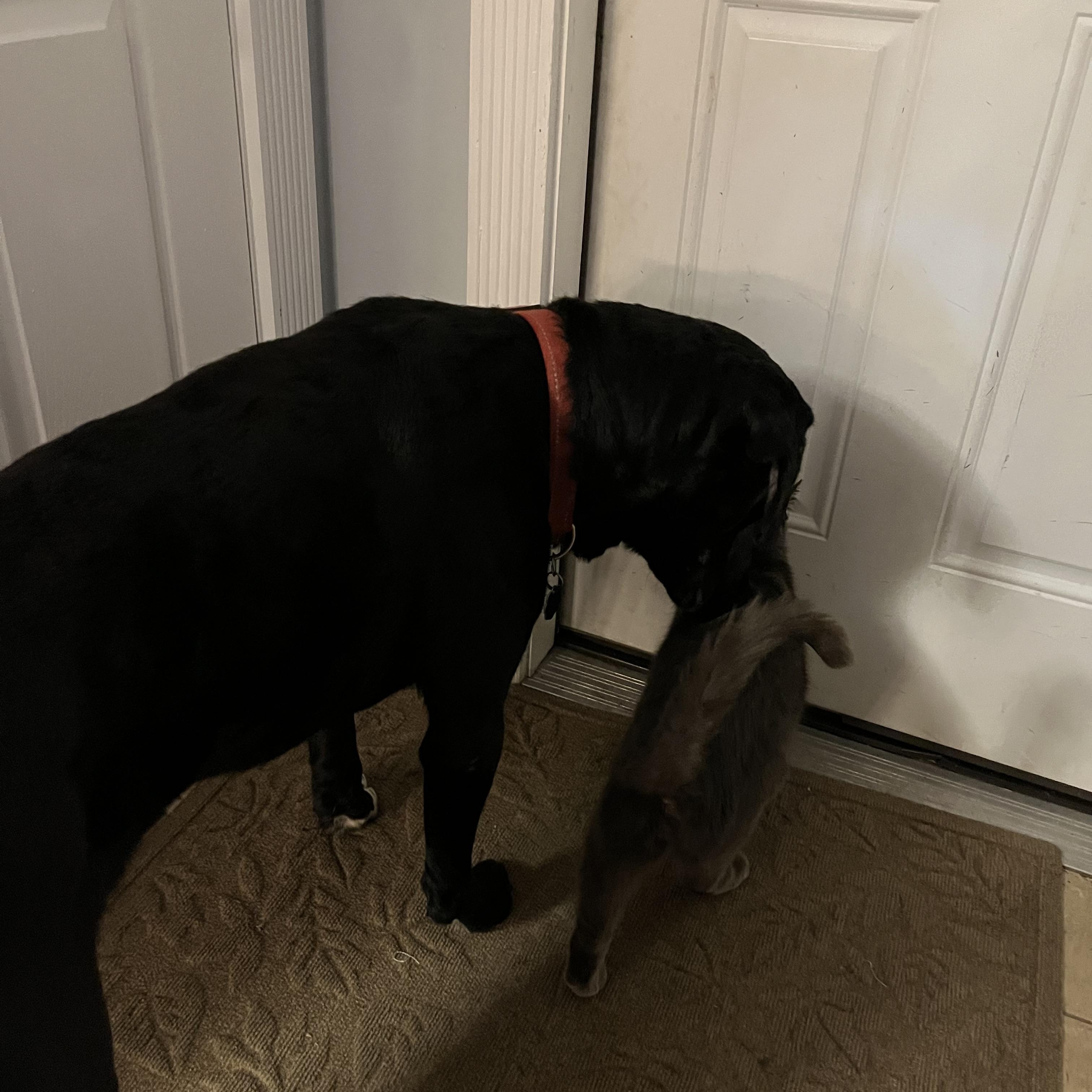 Enlarge Midknight, an adoptable mixed breed in Warrington, PA image 2/2