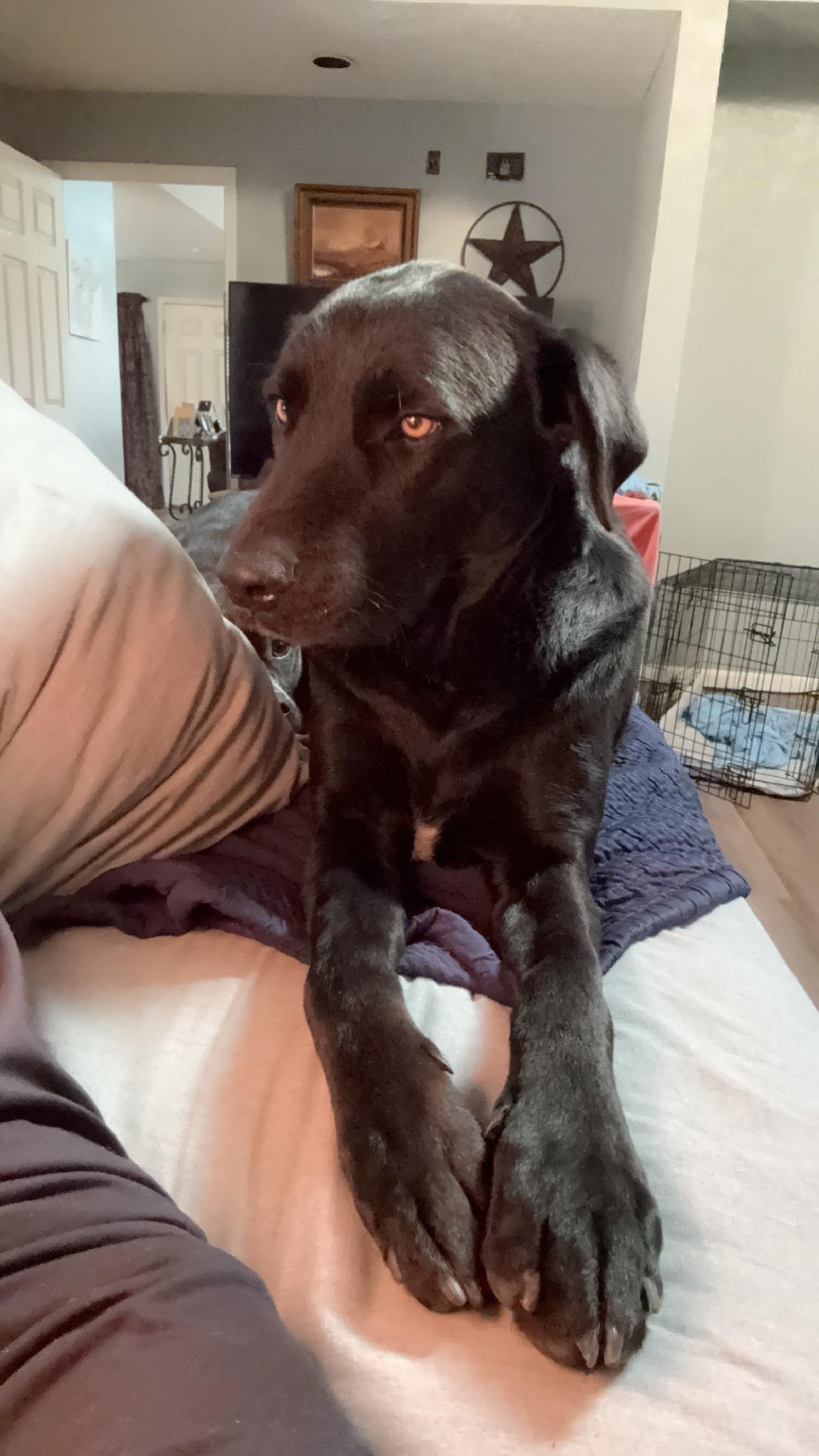 Enlarge Thunder bolt, a Adoptable Black Labrador Retriever in Tacoma, WA image 1/3